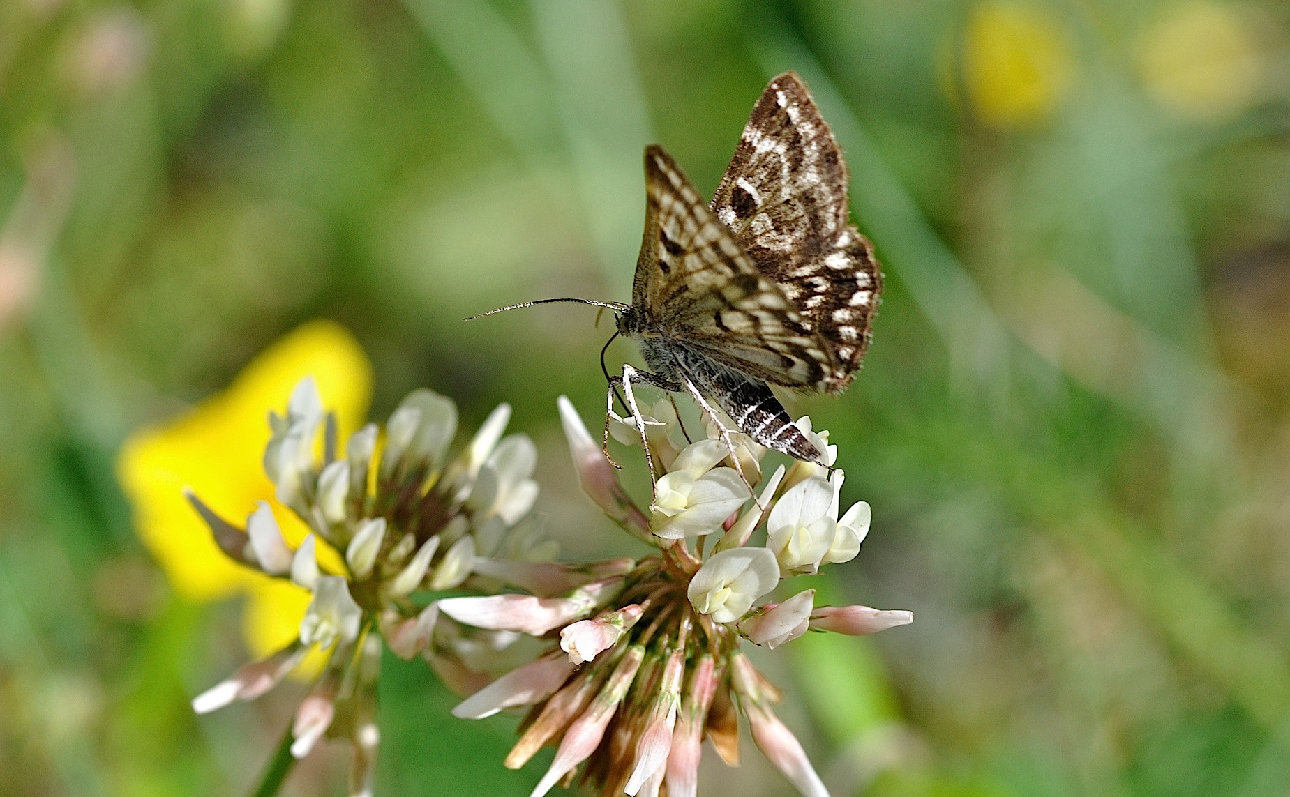 foto B045878, © Adriaan van Os, Corsavy 16-06-2018, altitud 800 m, Euclidia mi