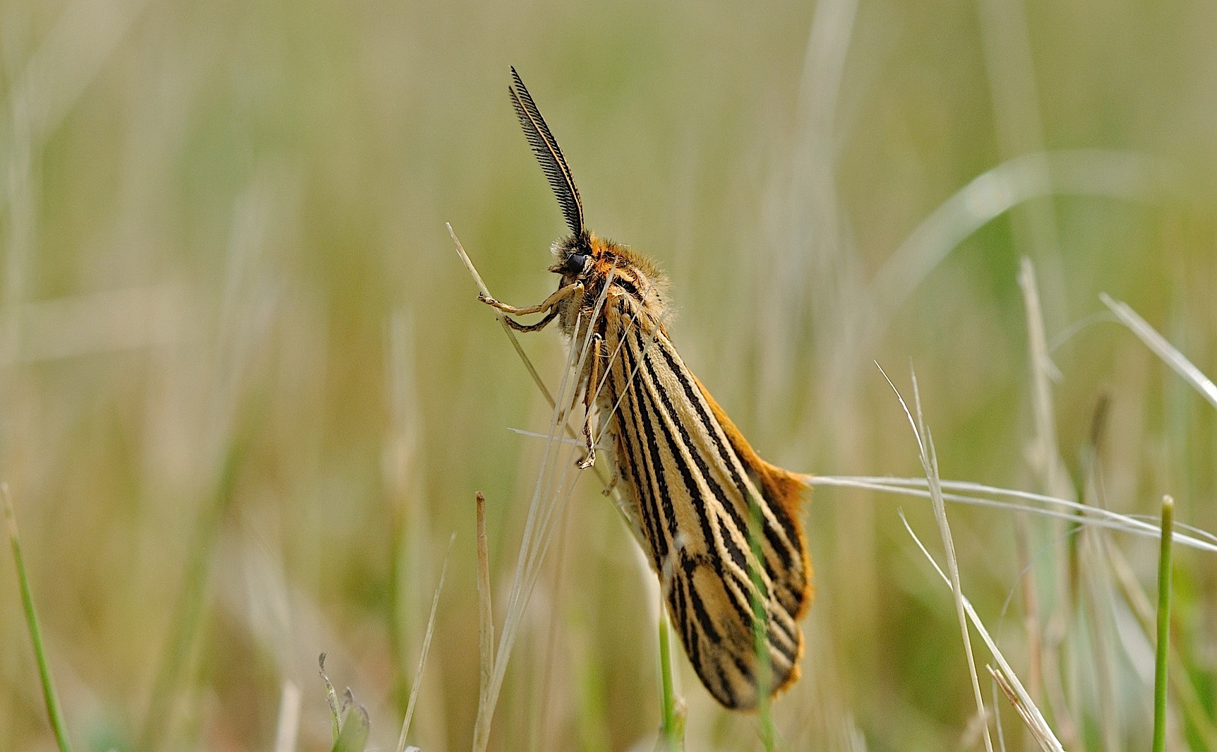 foto B045964, © Adriaan van Os, Corsavy 16-06-2018, hoogte 800 m, Coscinia striata