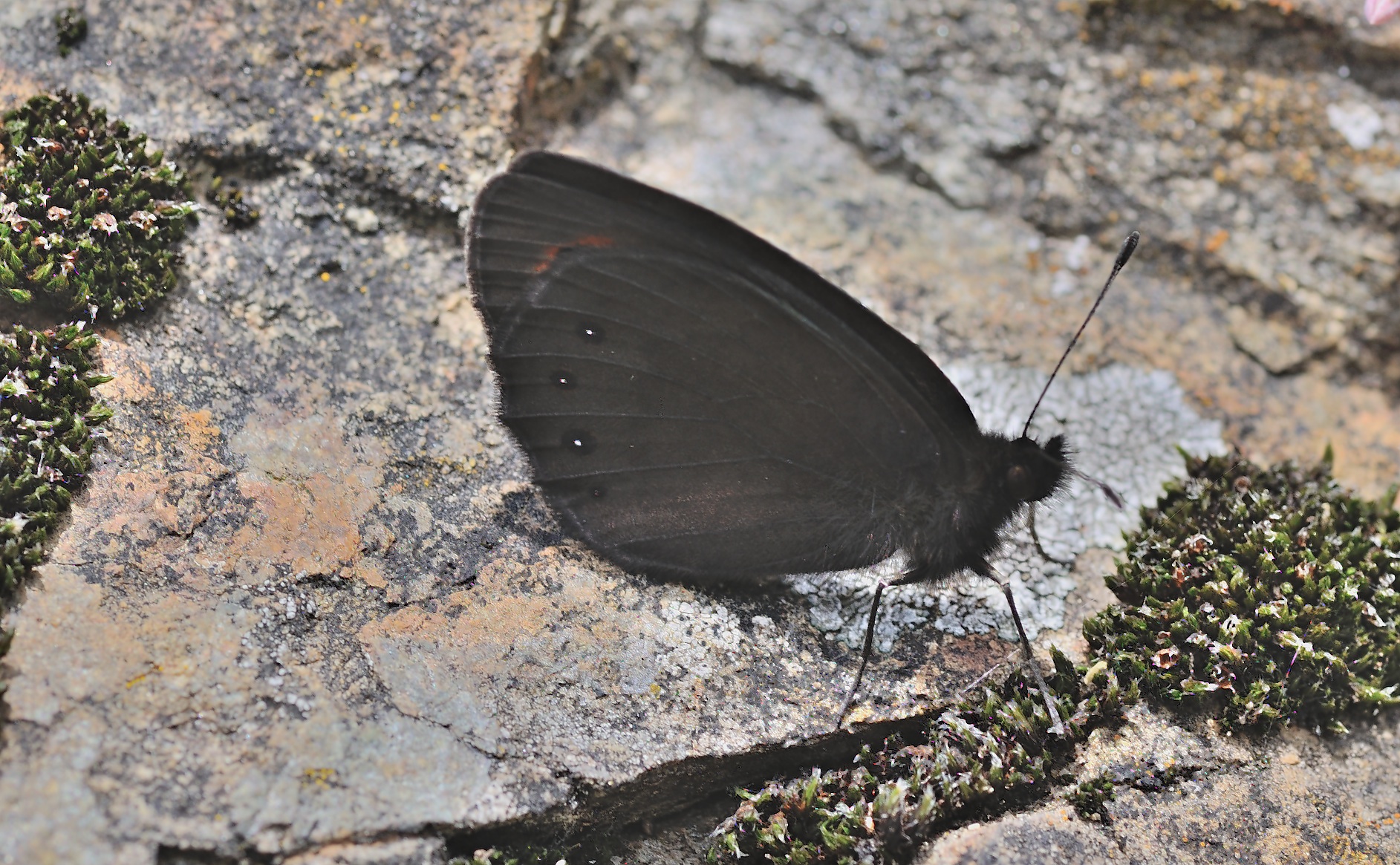 photo B046094, © Adriaan van Os, Corsavy 17-06-2018, altitudo 1200 m, ♂ Erebia meolans