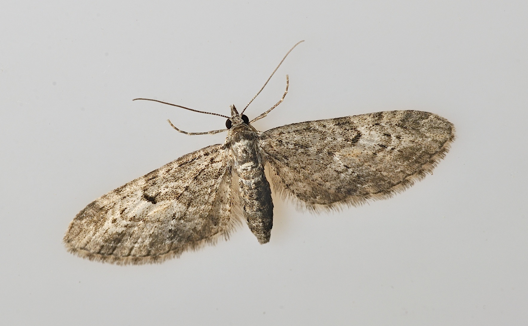 foto B046146, © Adriaan van Os, Corsavy 18-06-2018, altitud 800 m, Eupithecia tantillaria