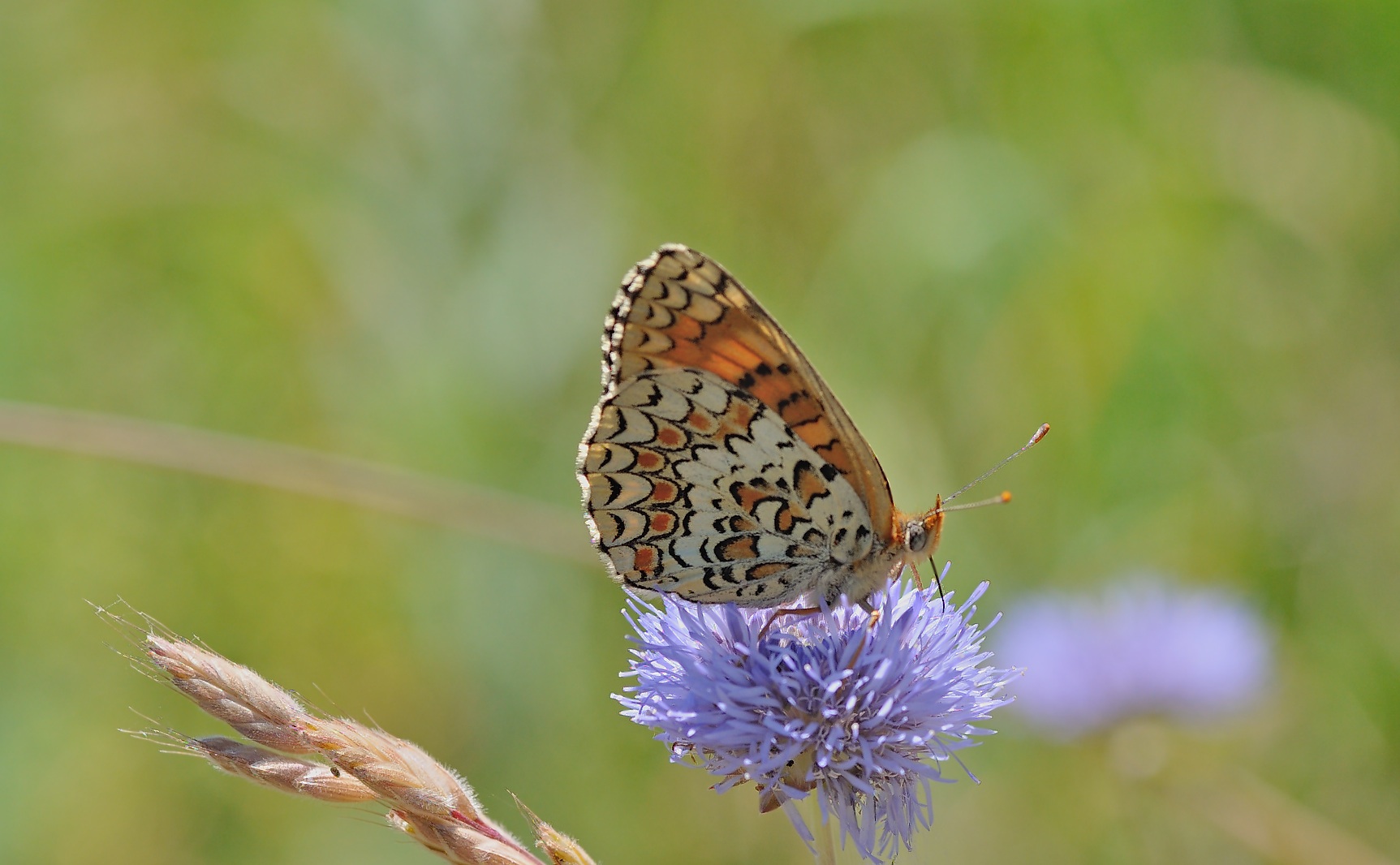 photo B046709, © Adriaan van Os, Corsavy 23-06-2018, altitude 800 m, Melitaea phoebe