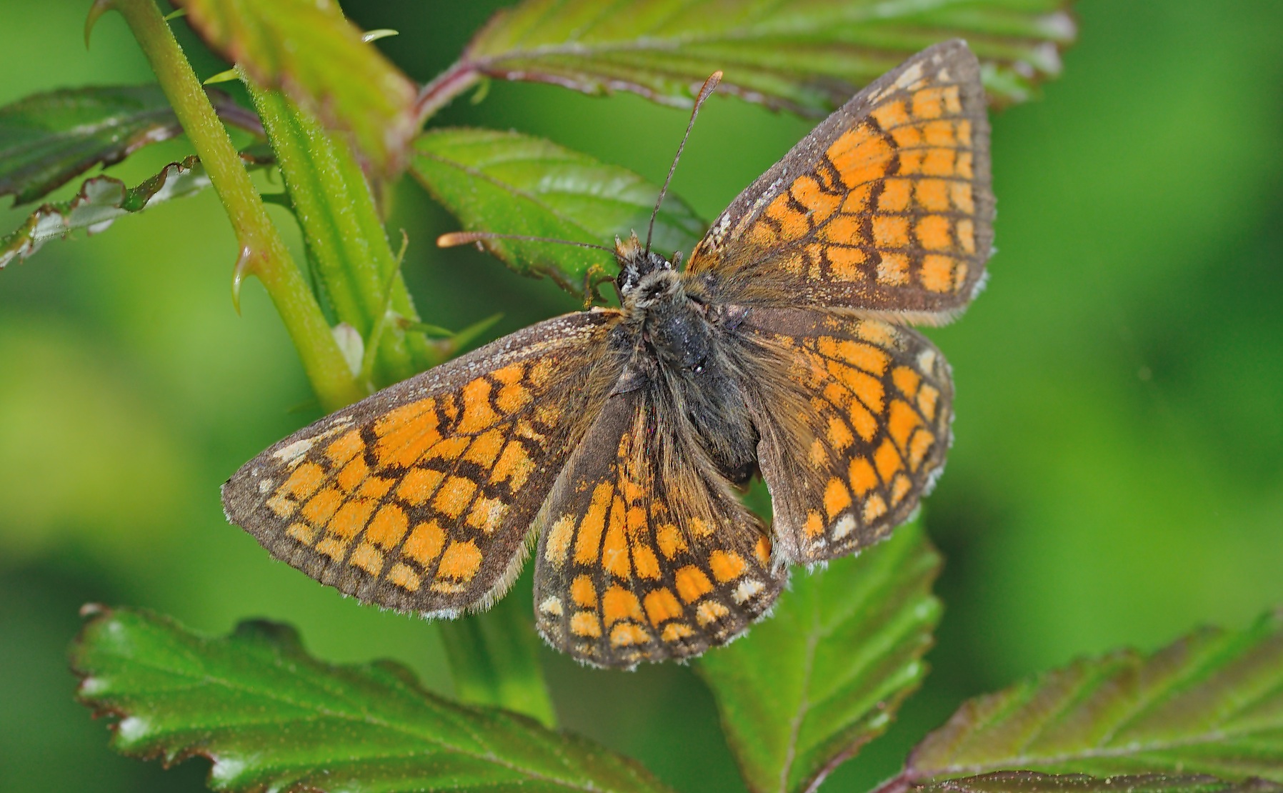 foto B047407, © Adriaan van Os, Montferrer 28-06-2018, hoogte 800 m, ♂ Melitaea deione