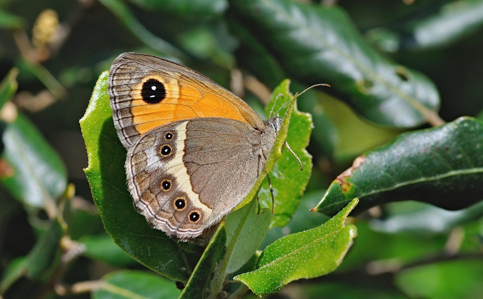 foto B047498, © Adriaan van Os, Montferrer 28-06-2018, hoogte 700 m, ♀ Pyronia bathseba