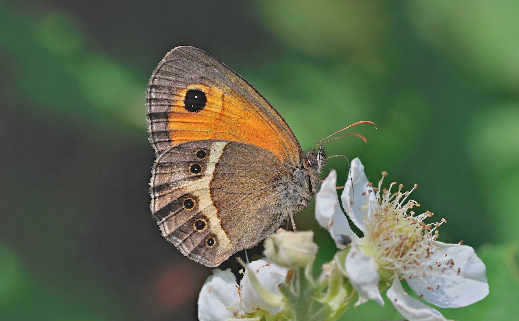 foto B047555, © Adriaan van Os, Montferrer 28-06-2018, hoogte 700 m, ♀ Pyronia bathseba