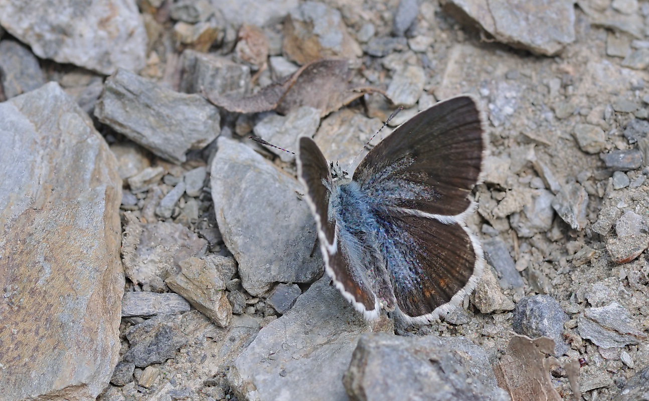 foto B047999, © Adriaan van Os, Montferrer 29-06-2018, hoogte 800 m, ♀ Polyommatus dorylas