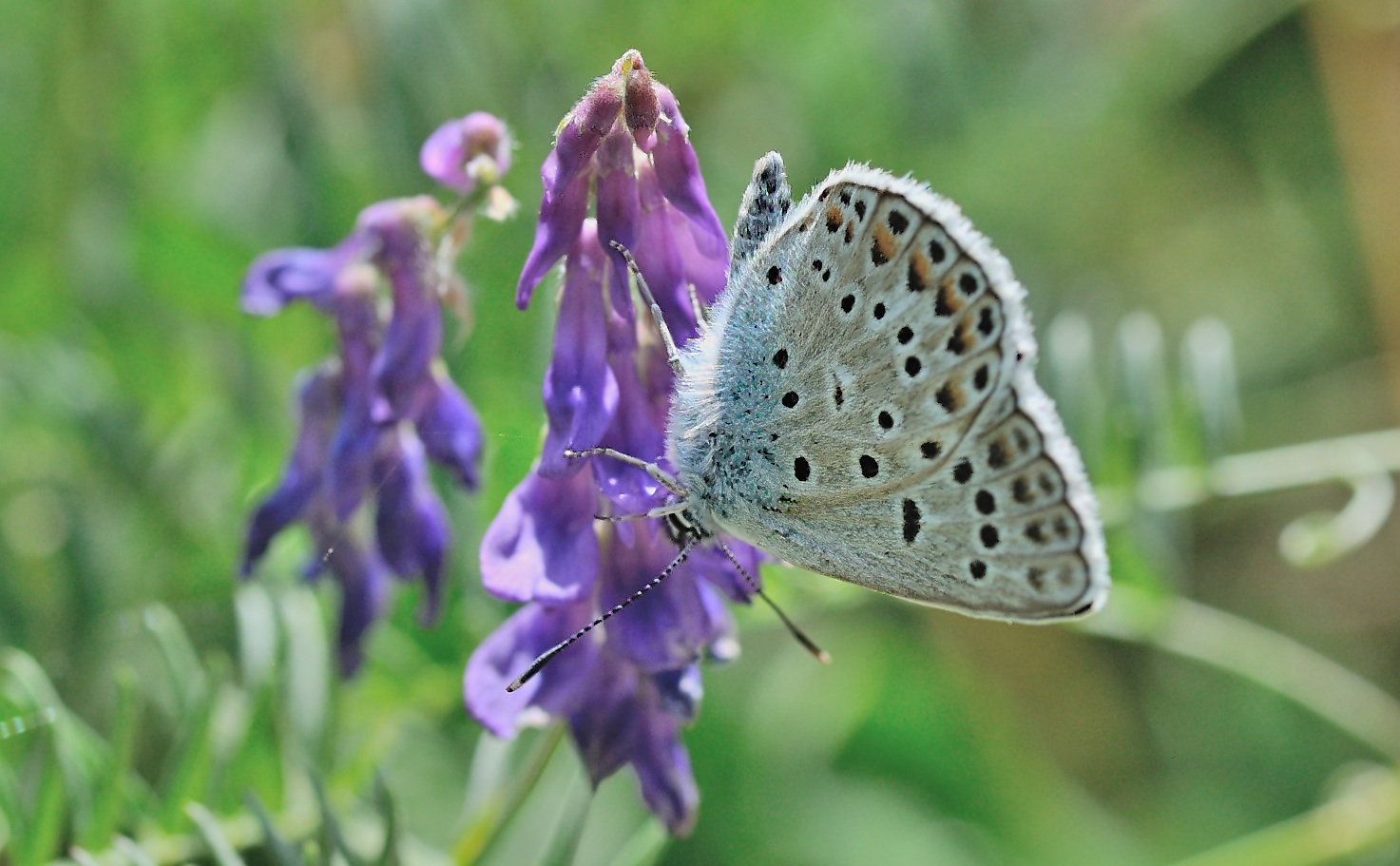 foto B048139, © Adriaan van Os, Corsavy 30-06-2018, altitud 950 m, ♂ Polyommatus escheri