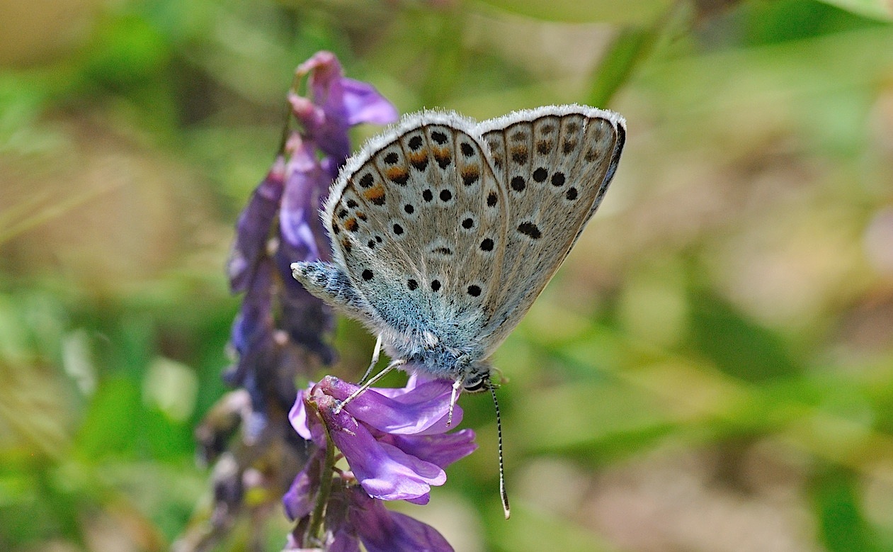 foto B048148, © Adriaan van Os, Corsavy 30-06-2018, altitud 950 m, ♂ Polyommatus escheri