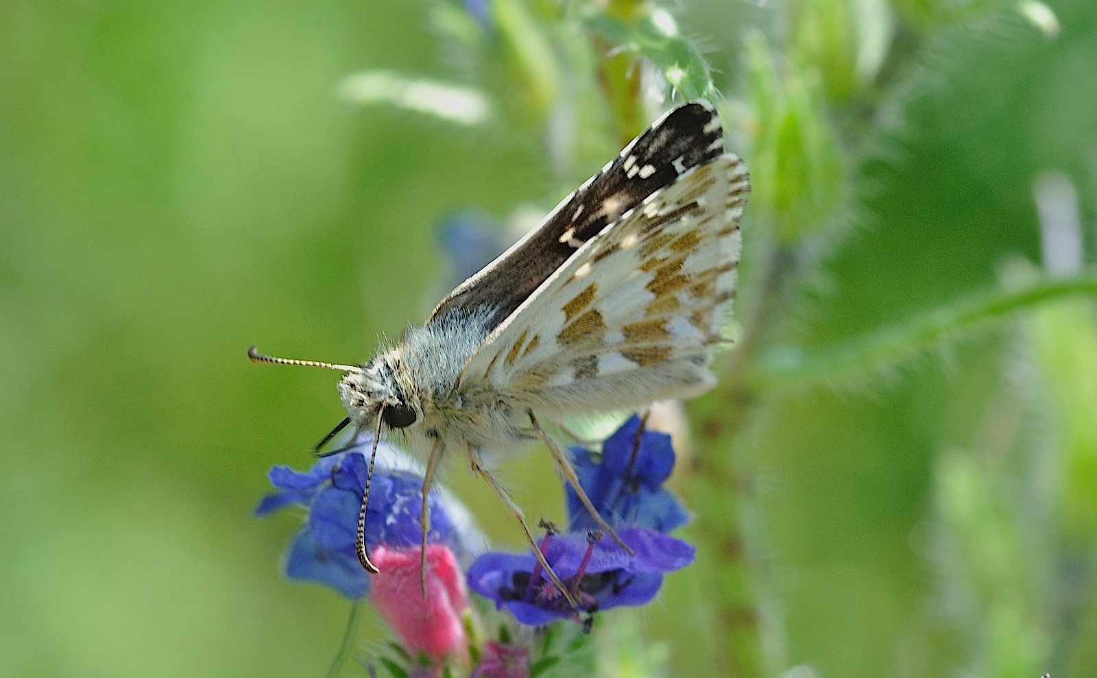 foto B048353, © Adriaan van Os, Corsavy 01-07-2018, altitud 1350 m, Pyrgus armoricanus