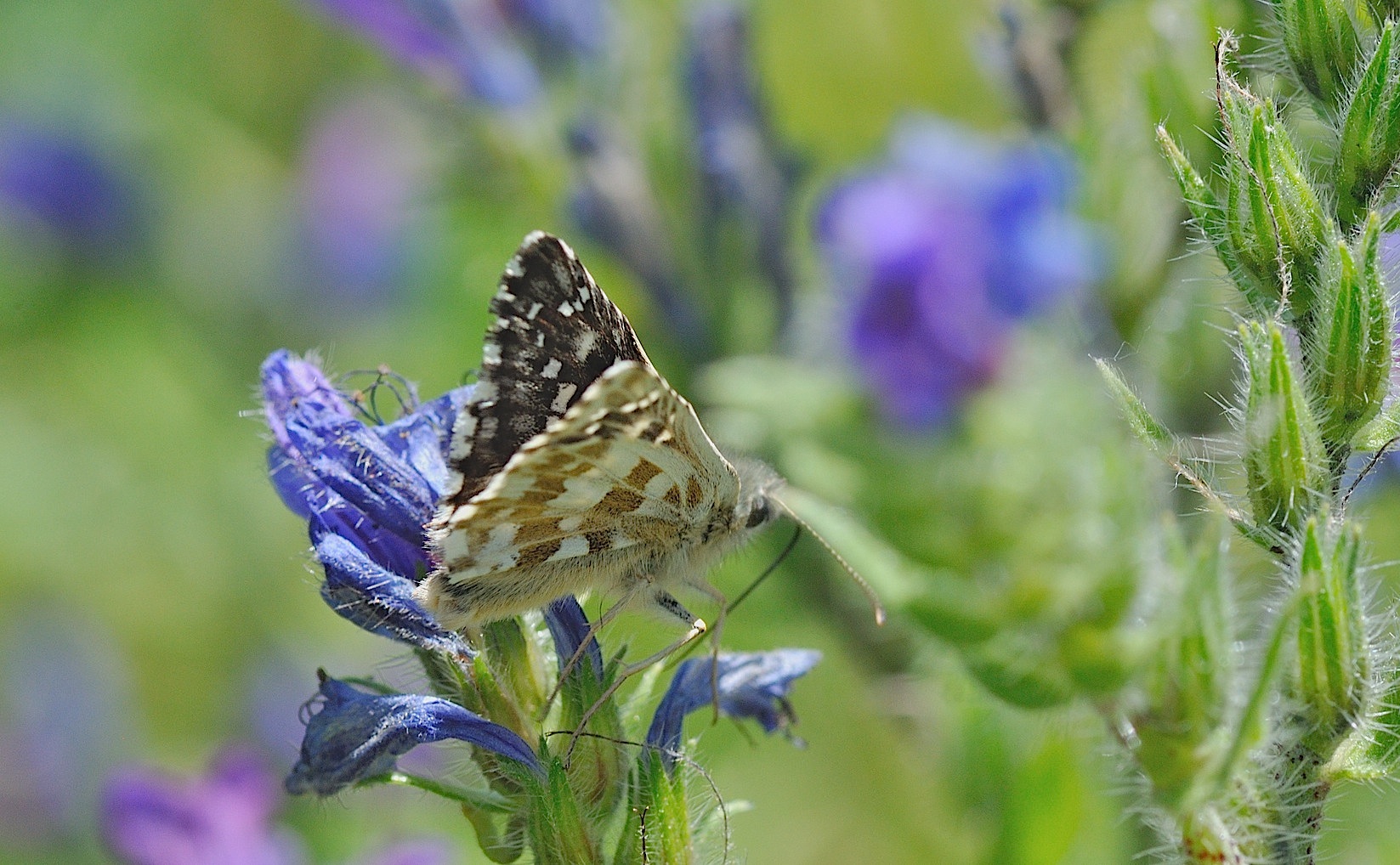 foto B048361, © Adriaan van Os, Corsavy 01-07-2018, hoogte 1350 m, Pyrgus armoricanus