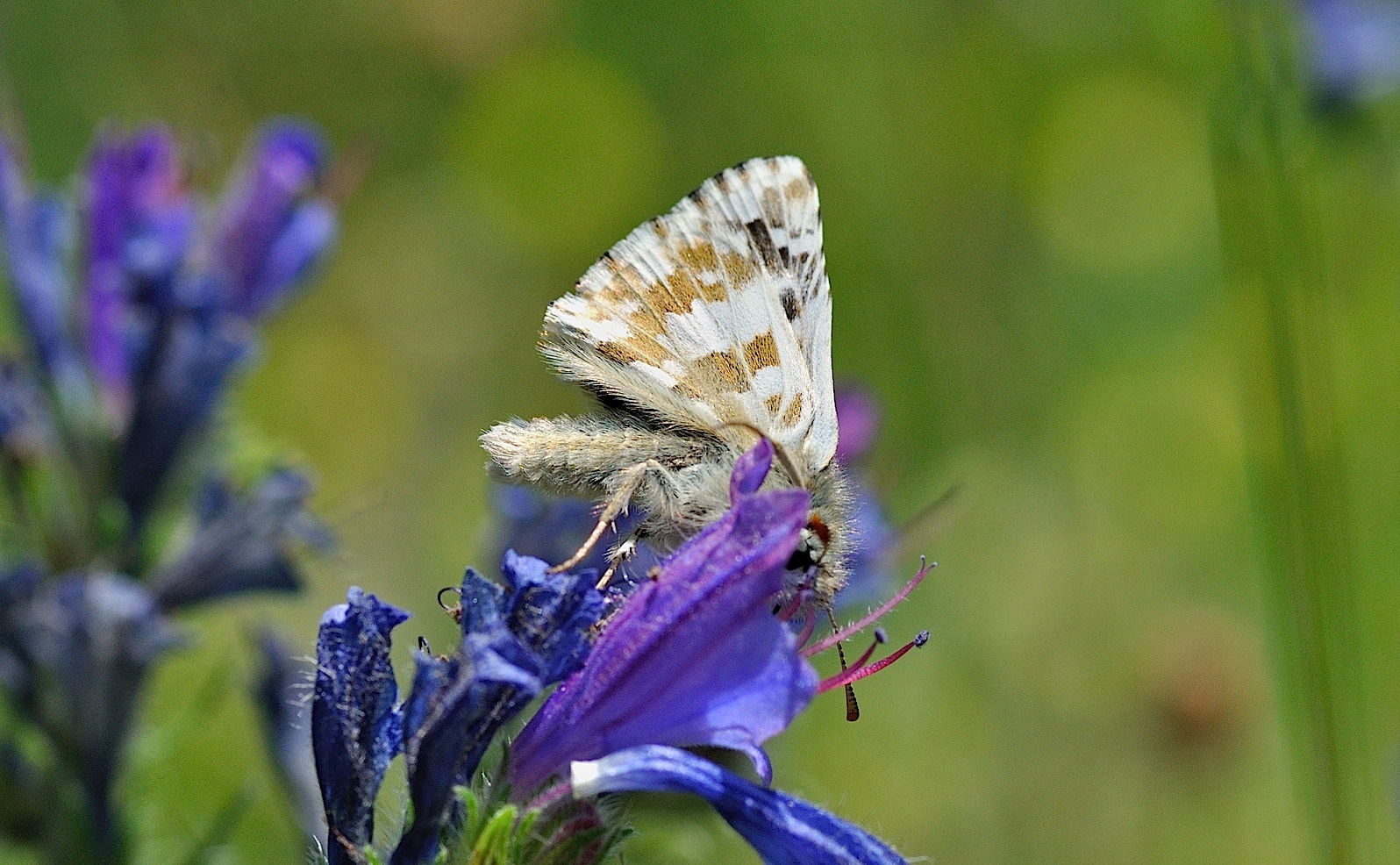 foto B048367, © Adriaan van Os, Corsavy 01-07-2018, altitud 1350 m, Pyrgus armoricanus