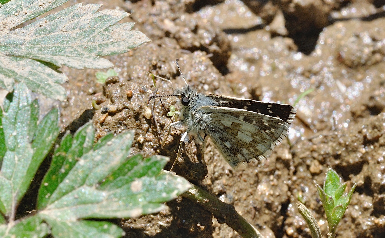 Foto B048851, © Adriaan van Os, Corsavy 01-07-2018, Hhe 1350 m, Pyrgus serratulae ?