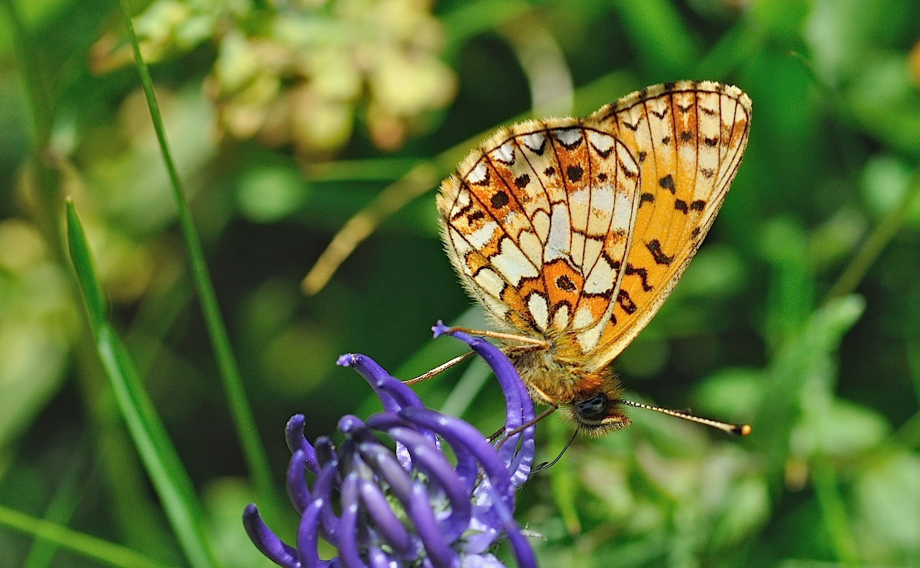 Foto B049036, © Adriaan van Os, Corsavy 01-07-2018, Hhe 1350 m, Boloria selene