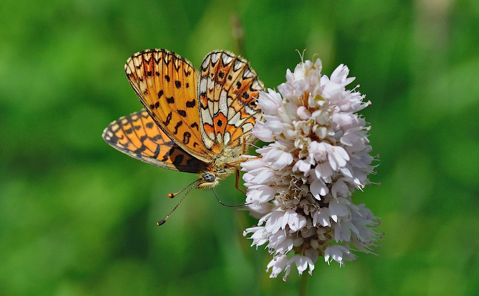 Foto B049141, © Adriaan van Os, Corsavy 01-07-2018, Hhe 1350 m, ♀ Boloria selene