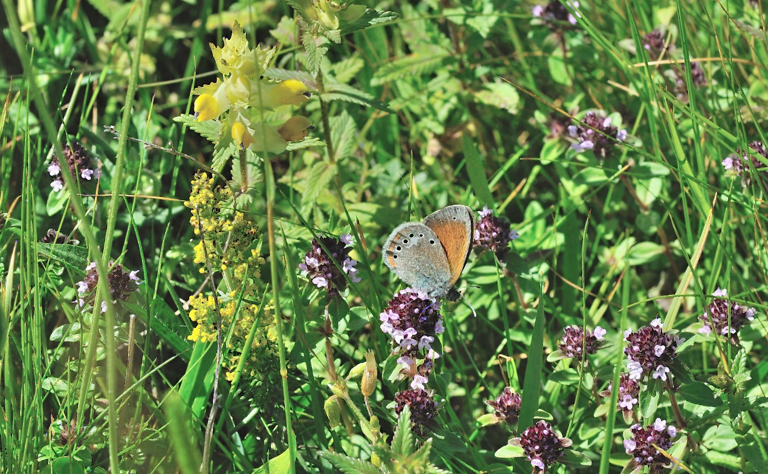 photo B049162, © Adriaan van Os, Corsavy 01-07-2018, altitude 1350 m, Coenonympha glycerion