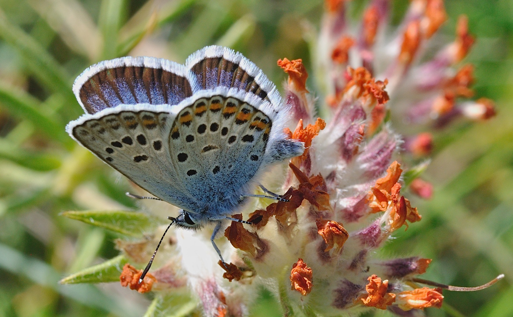 Foto B049678, © Adriaan van Os, Corsavy 04-07-2018, Hhe 1350 m, ♂ Plebejus argus