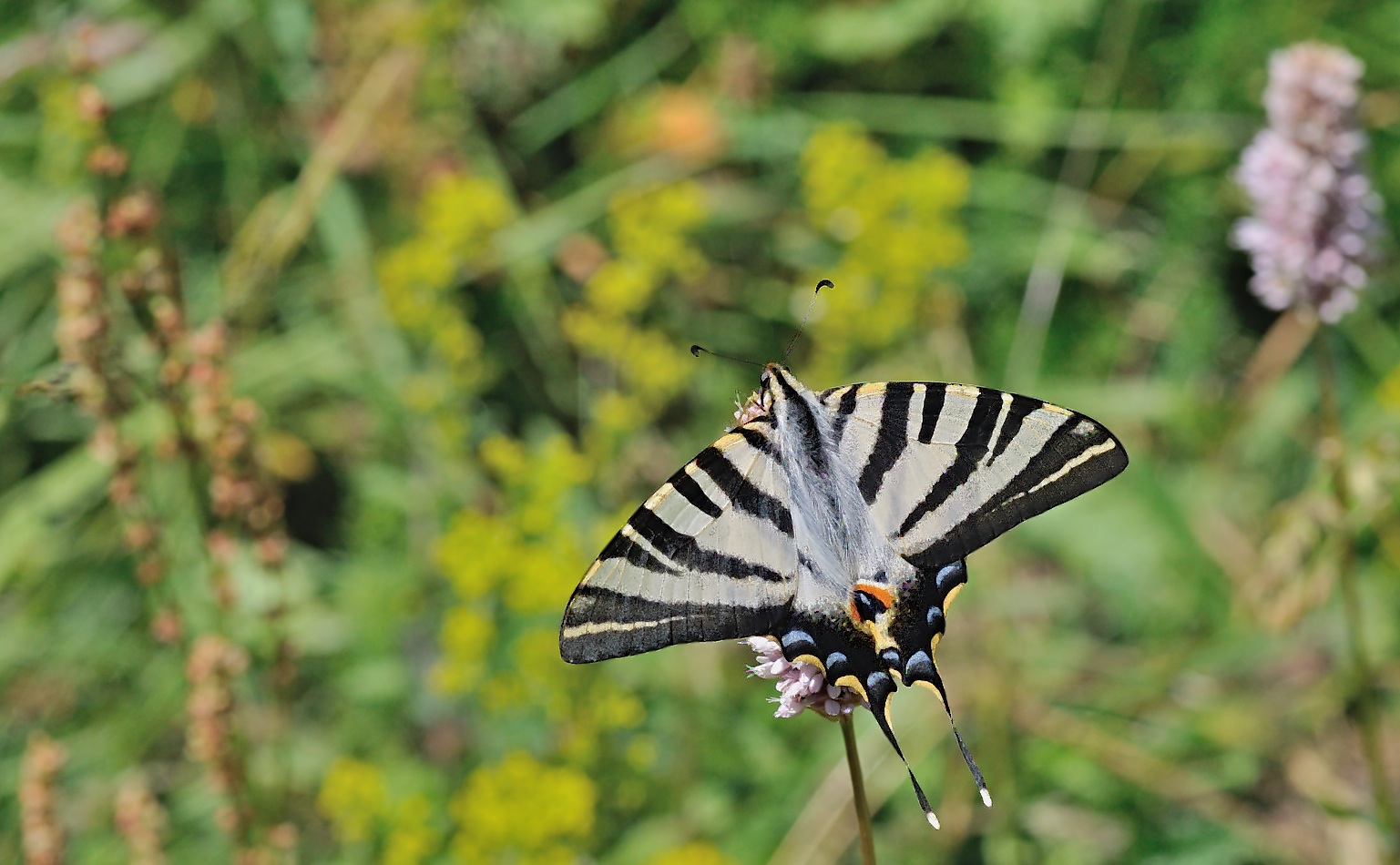 foto B049693, © Adriaan van Os, Corsavy 04-07-2018, altitud 1350 m, Iphiclides feisthamelii