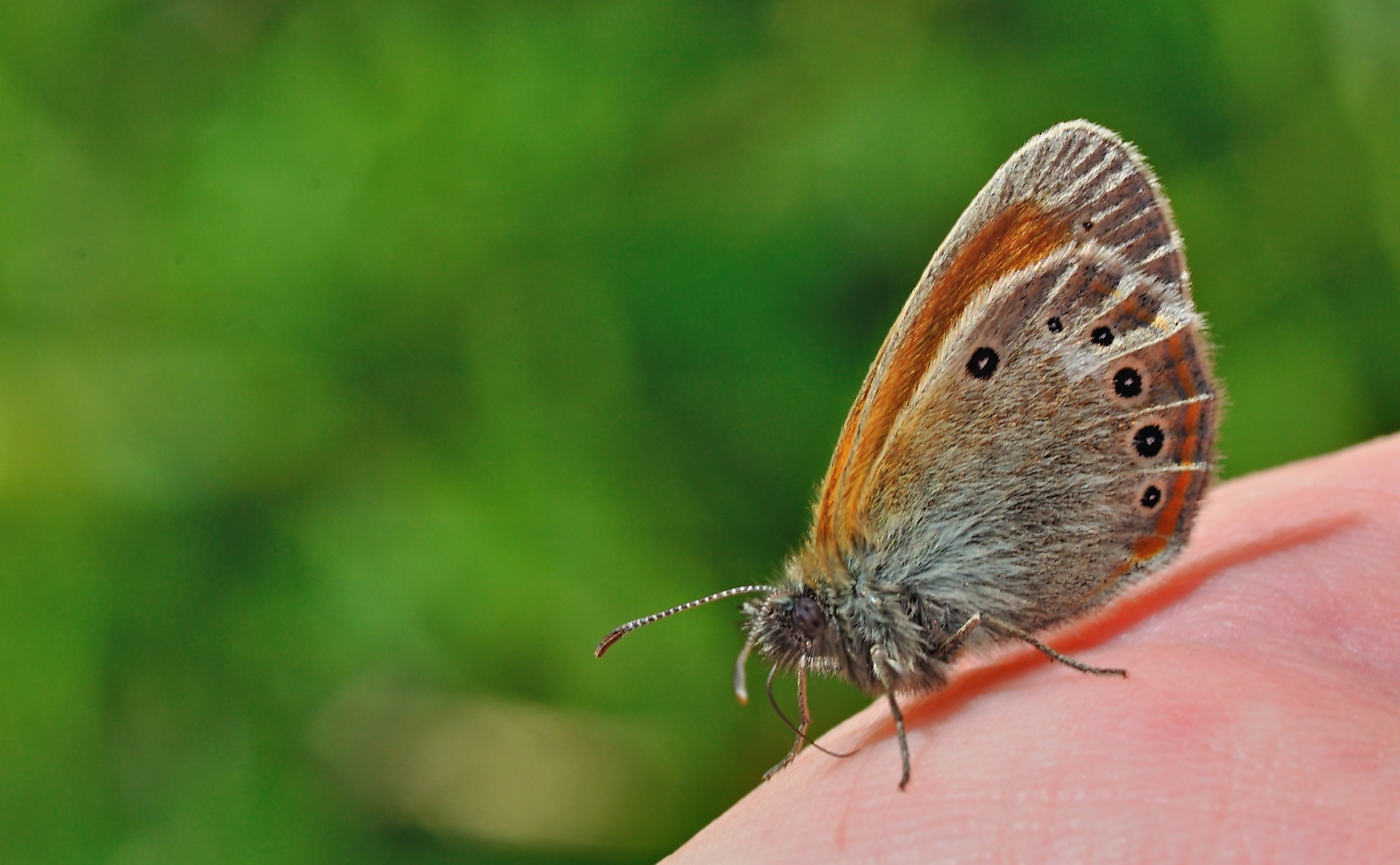 photo B049937, © Adriaan van Os, Corsavy 04-07-2018, altitudo 1350 m, Coenonympha glycerion