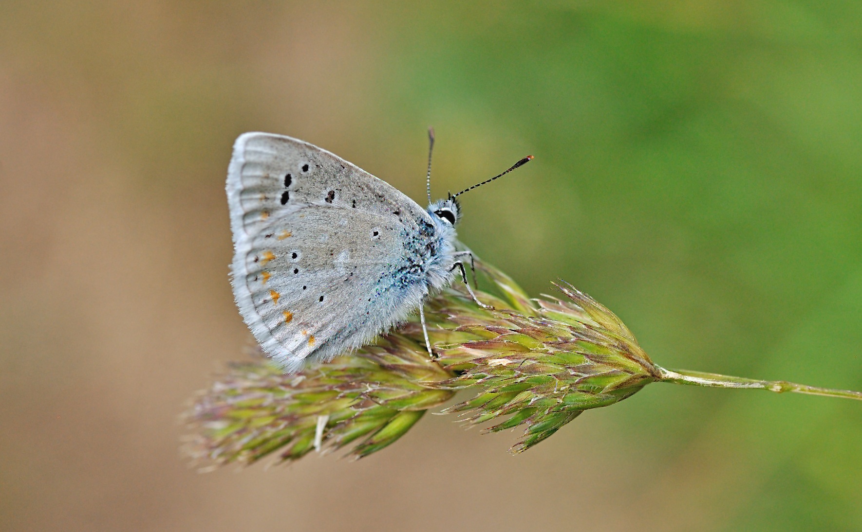 foto B050256, © Adriaan van Os, Corsavy 05-07-2018, altitud 1350 m, ♂ Polyommatus dorylas