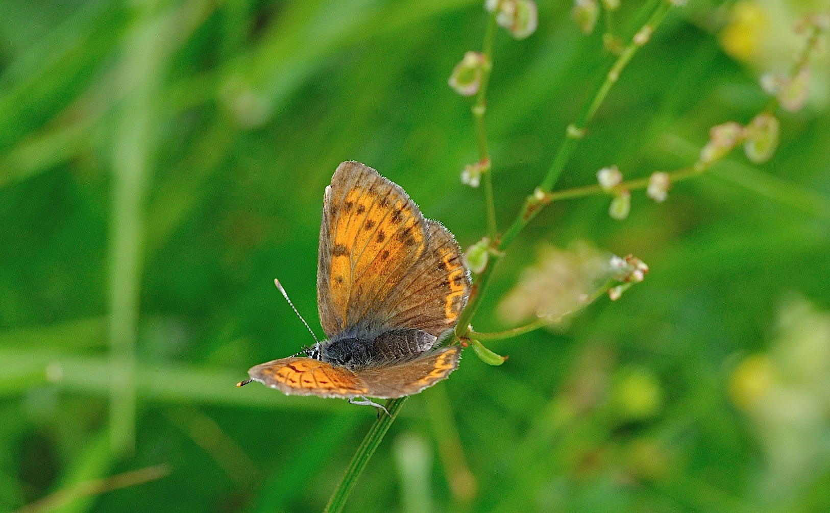 photo B050326, © Adriaan van Os, Corsavy 05-07-2018, altitudo 1350 m, ♀ Lycaena hippothoe