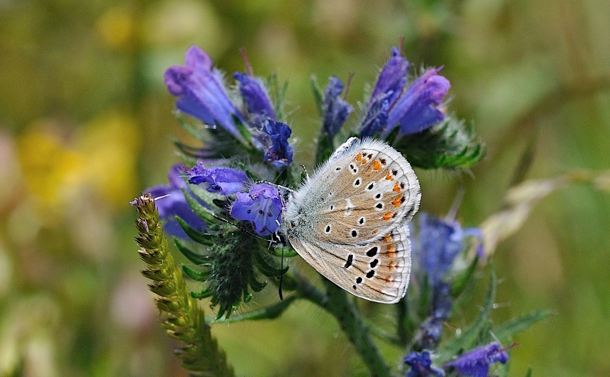 foto B050422, © Adriaan van Os, Corsavy 08-07-2018, hoogte 1350 m, ♂ Polyommatus dorylas