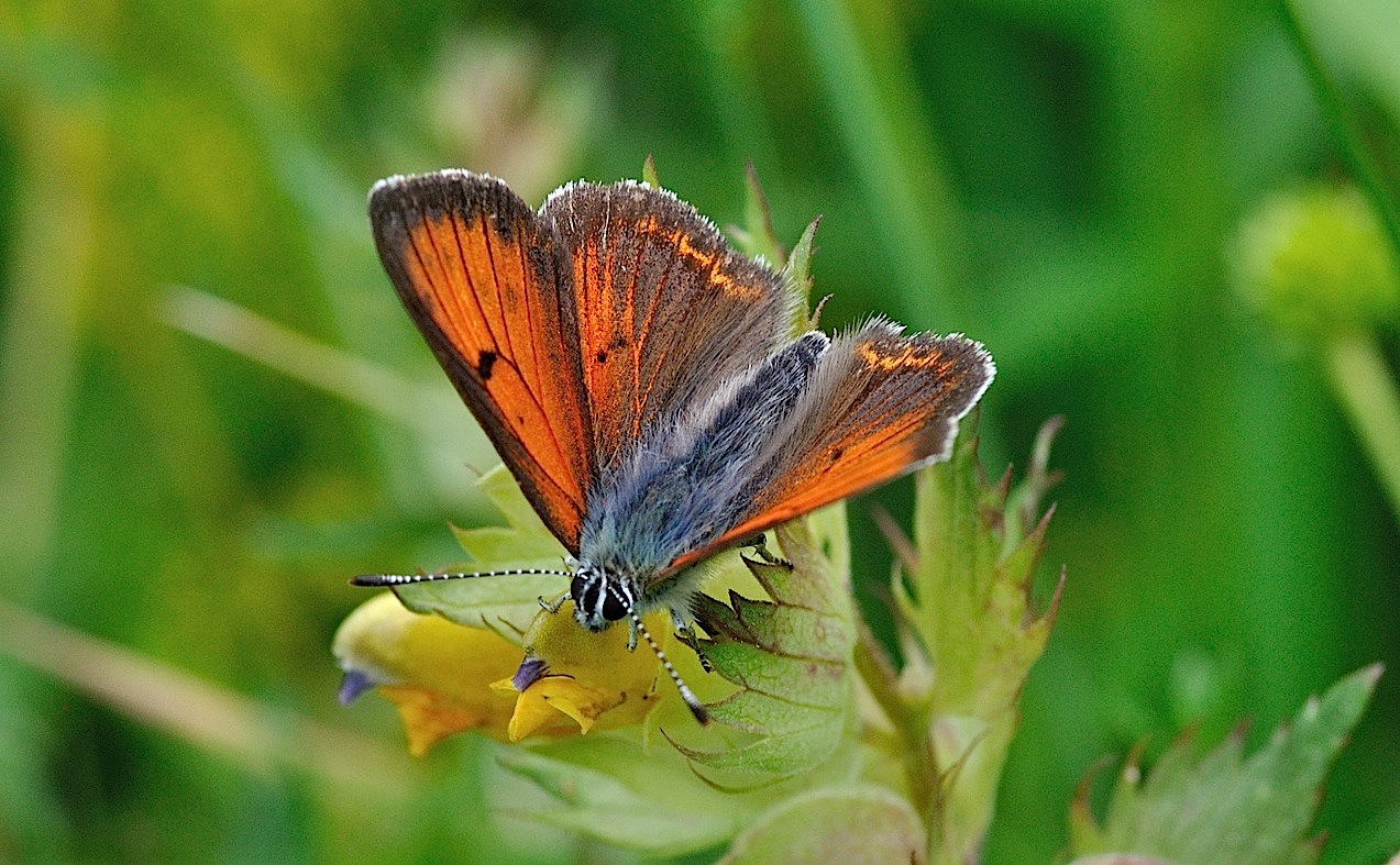 foto B050528, © Adriaan van Os, Corsavy 08-07-2018, altitud 1350 m, ♂ Lycaena hippothoe