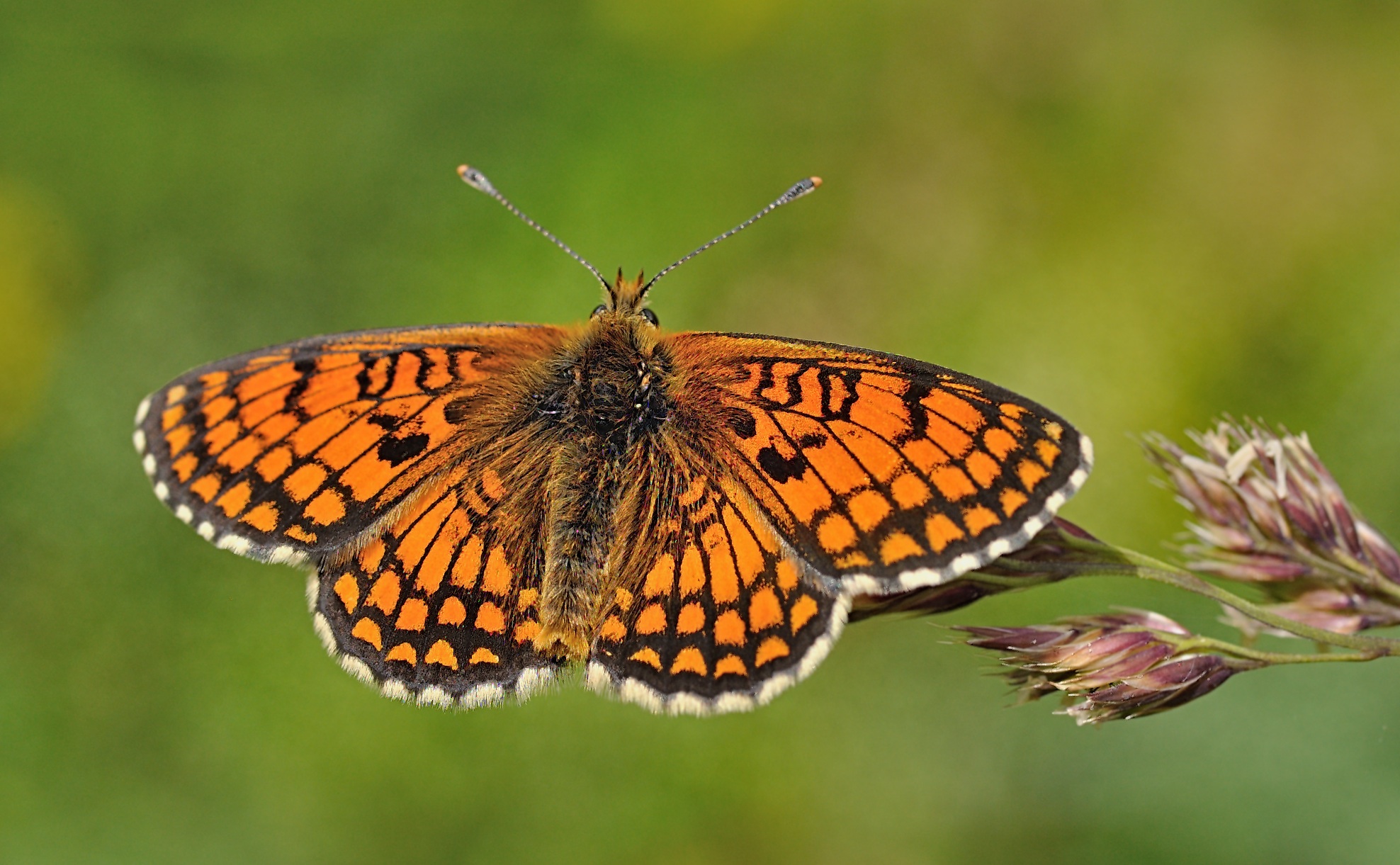 foto B050606, © Adriaan van Os, Corsavy 08-07-2018, hoogte 1350 m, Melitaea parthenoides