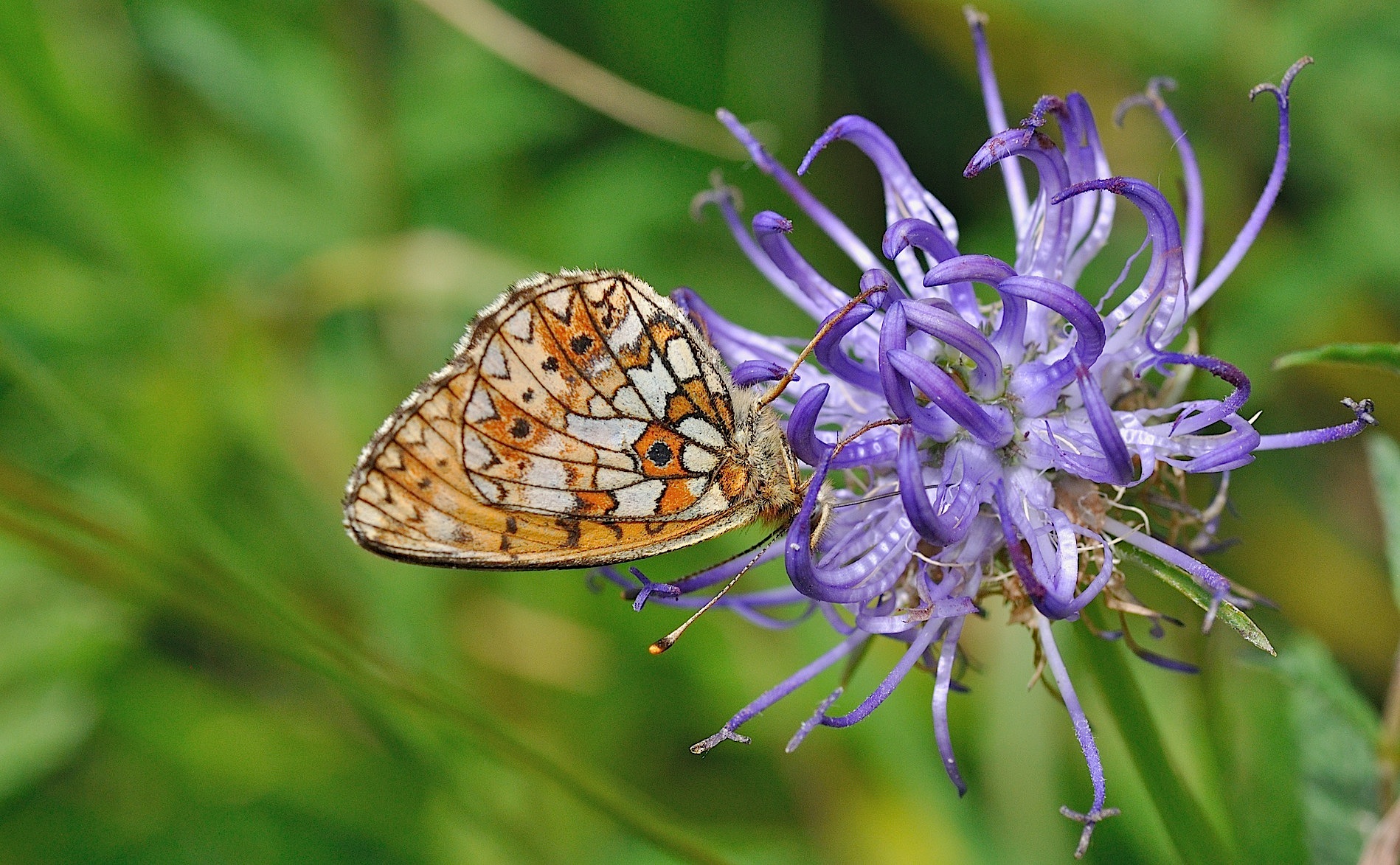 Foto B050734, © Adriaan van Os, Corsavy 08-07-2018, Hhe 1350 m, Boloria selene