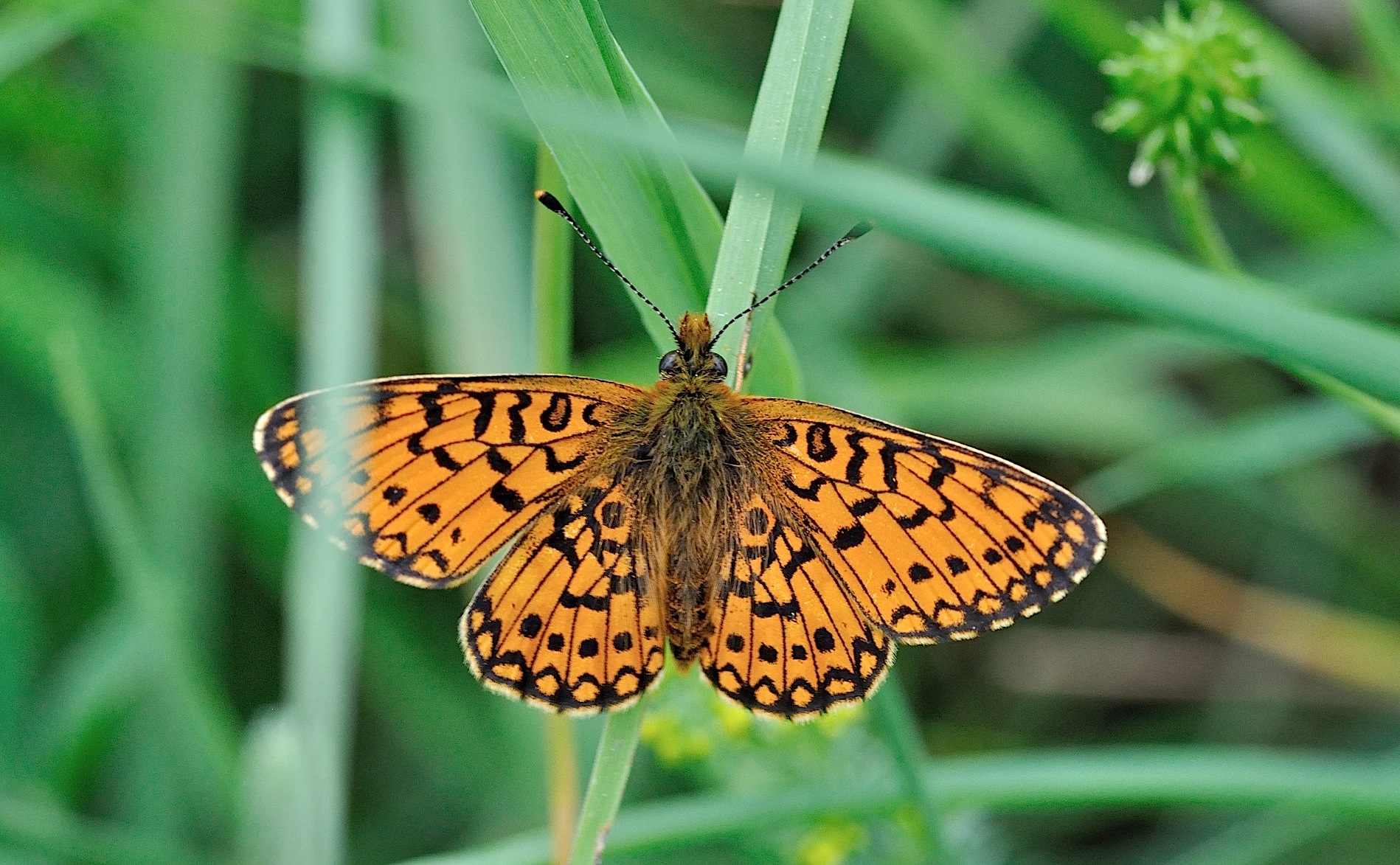 Foto B050742, © Adriaan van Os, Corsavy 08-07-2018, Hhe 1350 m, ♂ Boloria selene