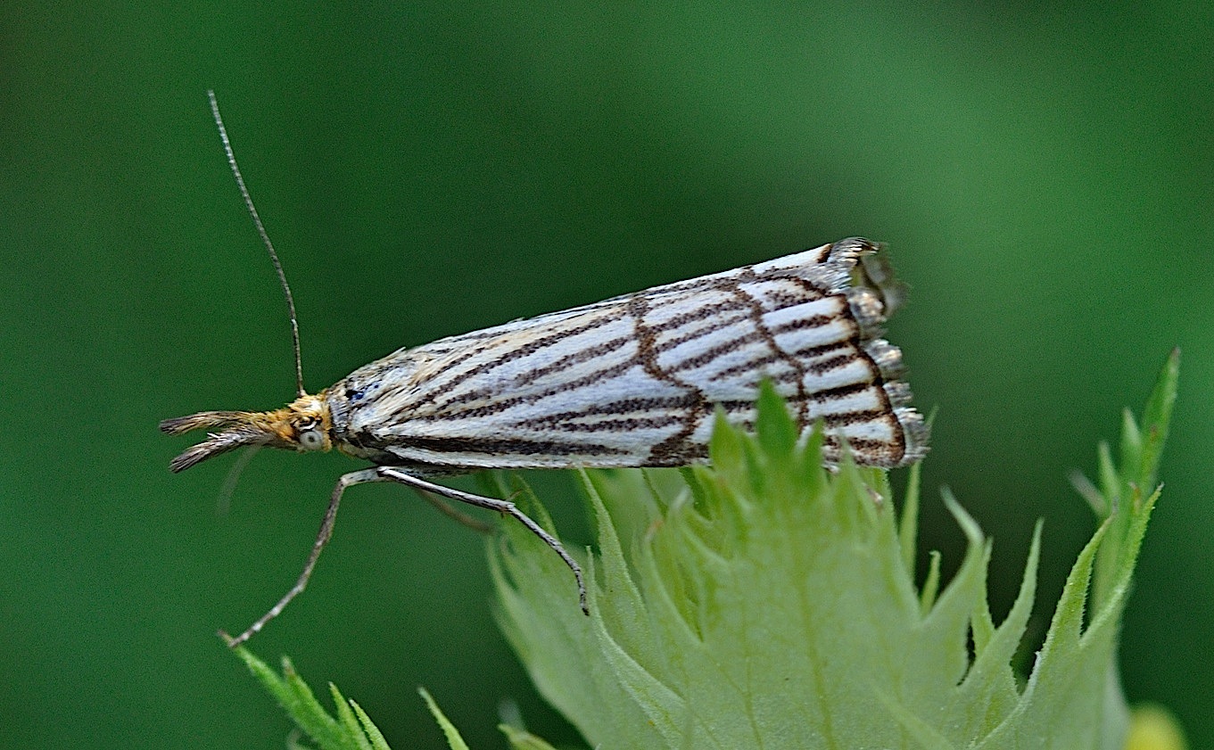 foto B050786, © Adriaan van Os, Corsavy 08-07-2018, altitud 1350 m, Chrysocrambus craterella