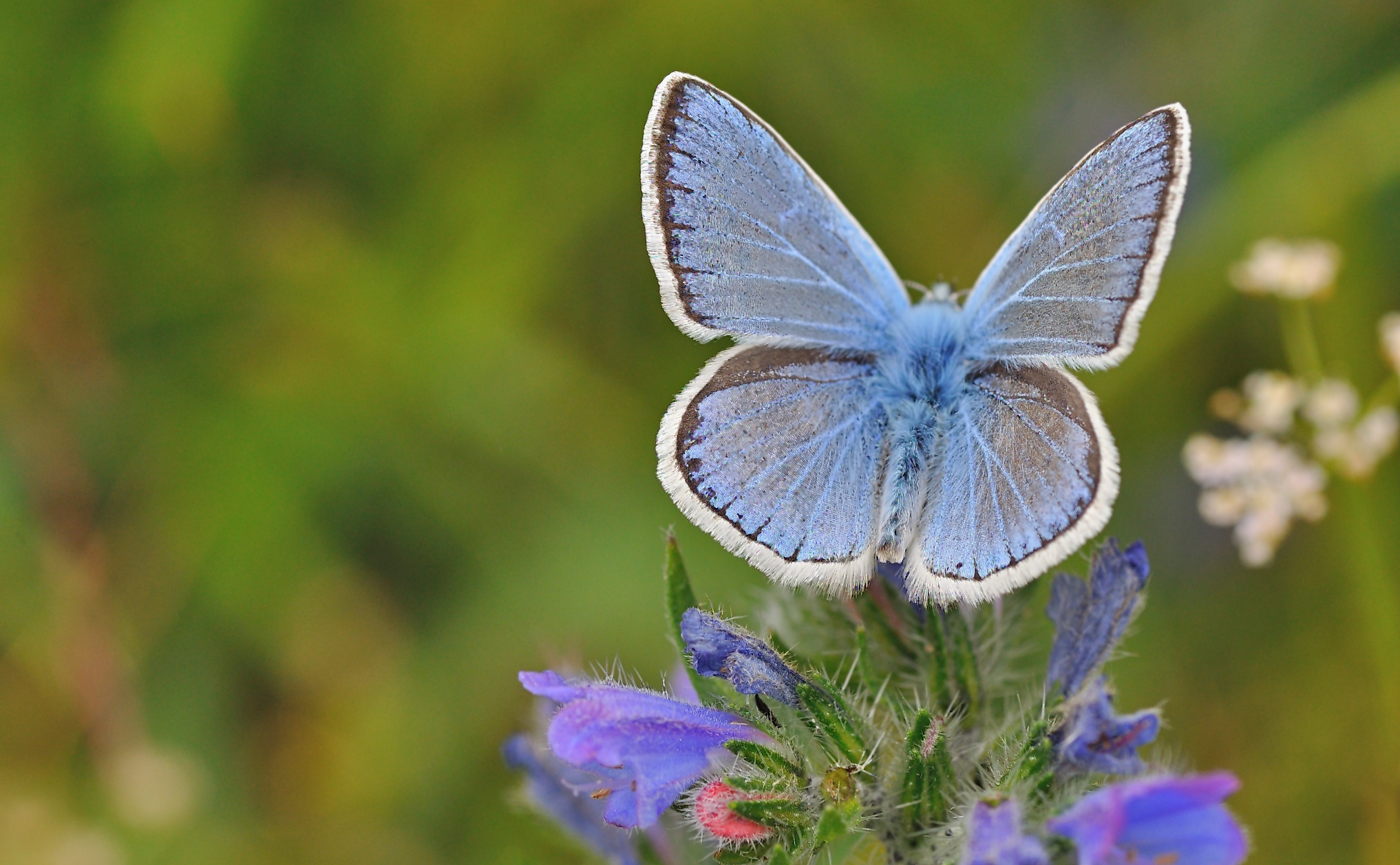 foto B050814, © Adriaan van Os, Corsavy 08-07-2018, altitud 1350 m, ♂ Polyommatus dorylas