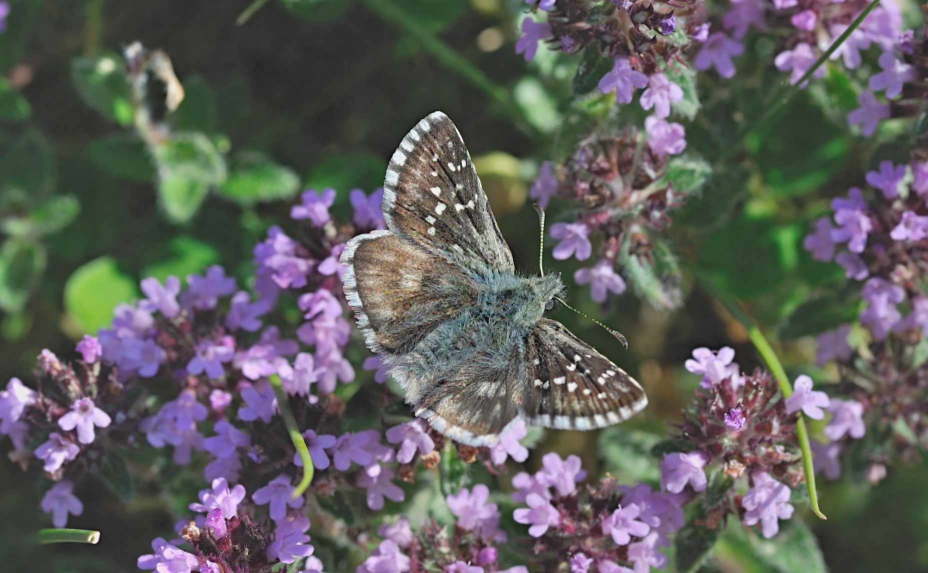 Foto B050874, © Adriaan van Os, Corsavy 09-07-2018, Hhe 1650 m, ♂ Pyrgus serratulae