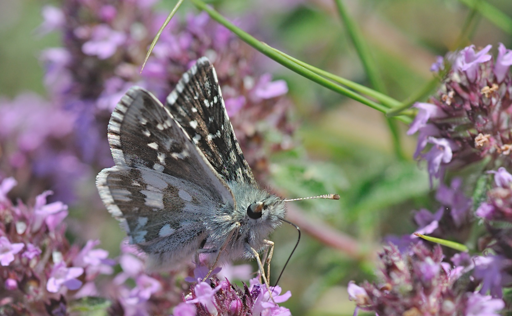 foto B050878, © Adriaan van Os, Corsavy 09-07-2018, altitud 1650 m, ♂ Pyrgus serratulae