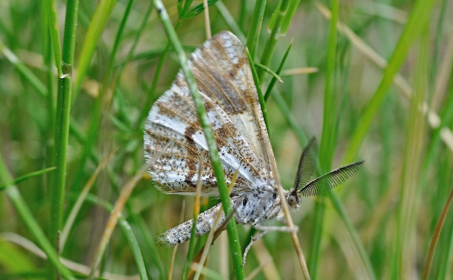 foto B051012, © Adriaan van Os, Corsavy 09-07-2018, altitud 1650 m, Bupalus piniaria