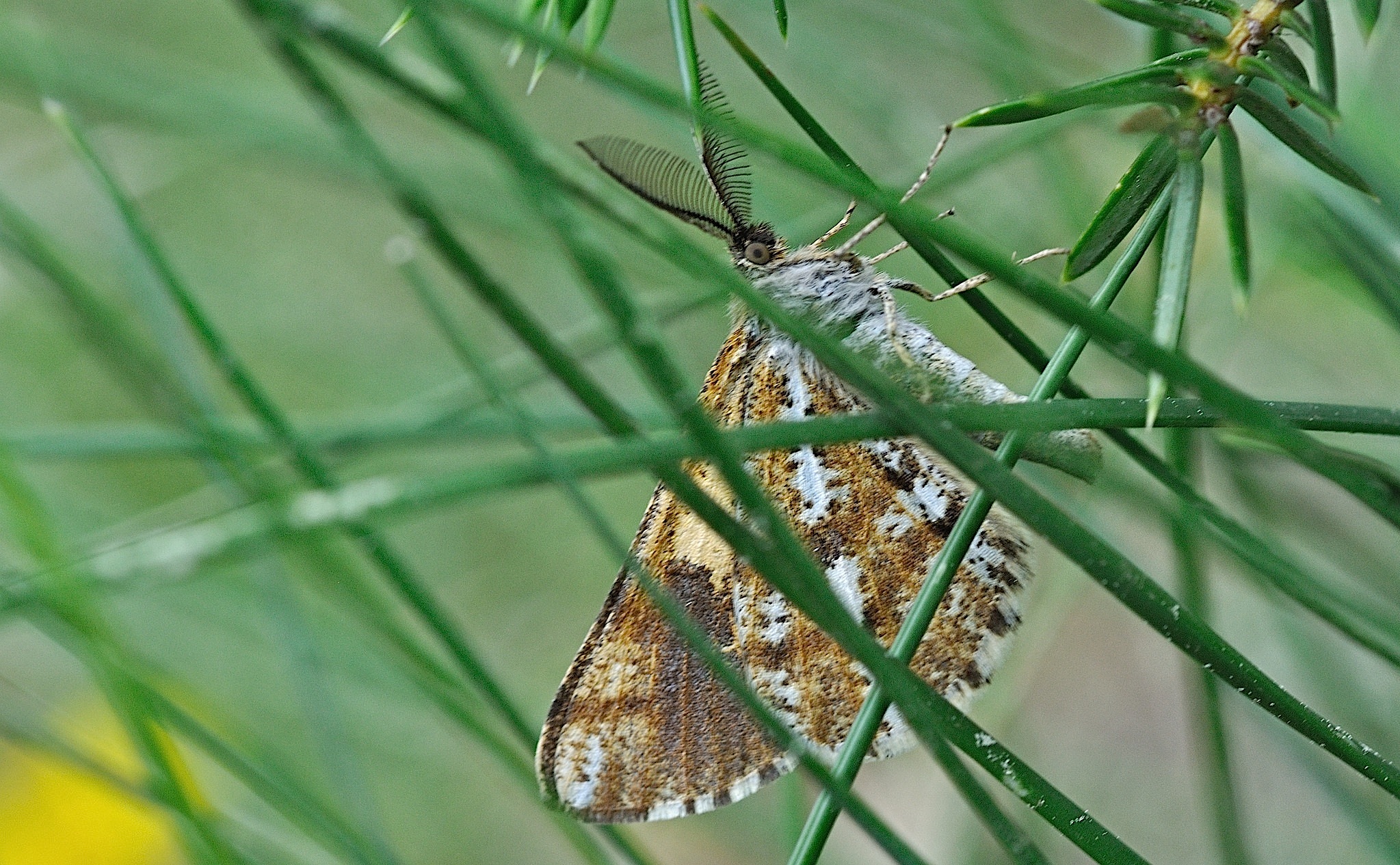 foto B051046, © Adriaan van Os, Corsavy 09-07-2018, altitud 1650 m, Bupalus piniaria