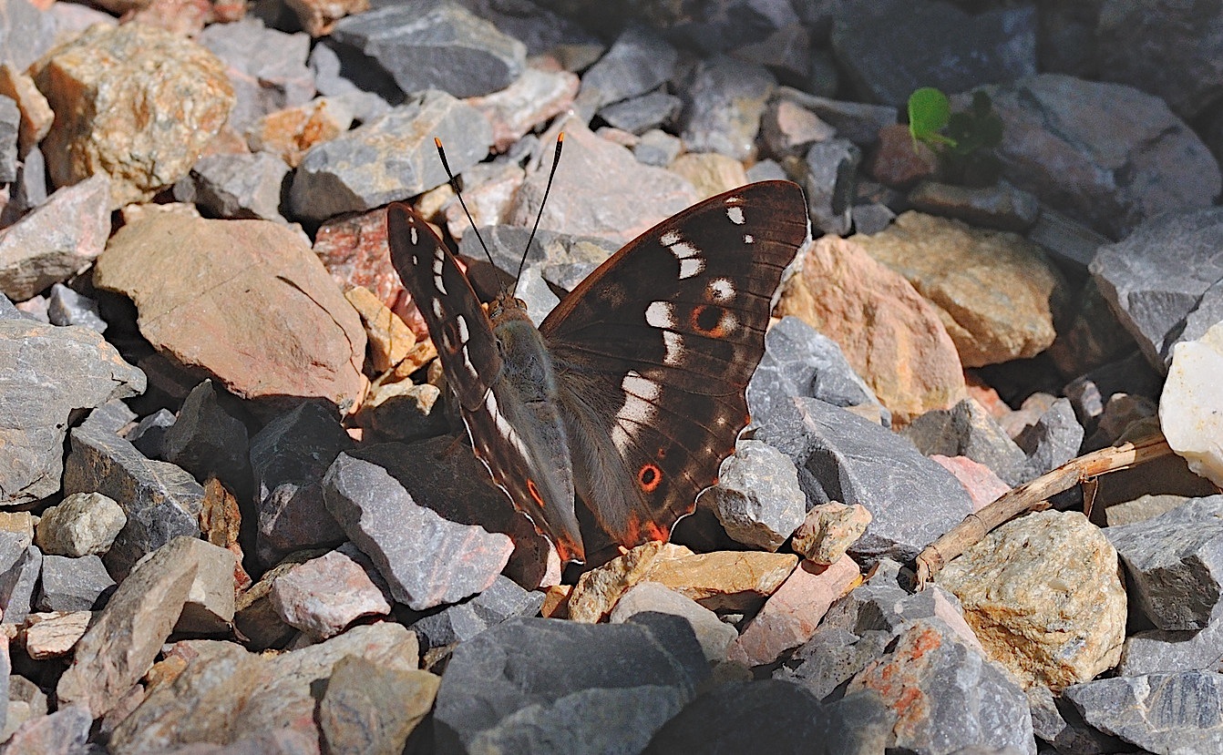 foto B051116, © Adriaan van Os, Corsavy 10-07-2018, hoogte 800 m, Apatura ilia