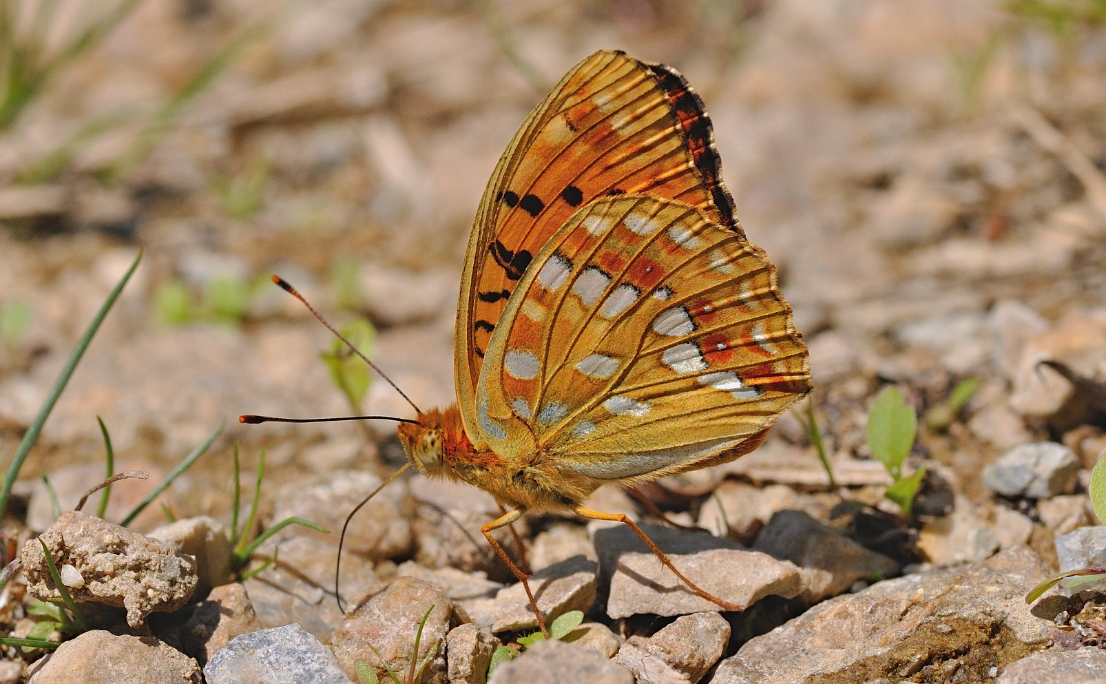 foto B051228, © Adriaan van Os, Corsavy 10-07-2018, altitud 800 m, ♂ Argynnis adippe