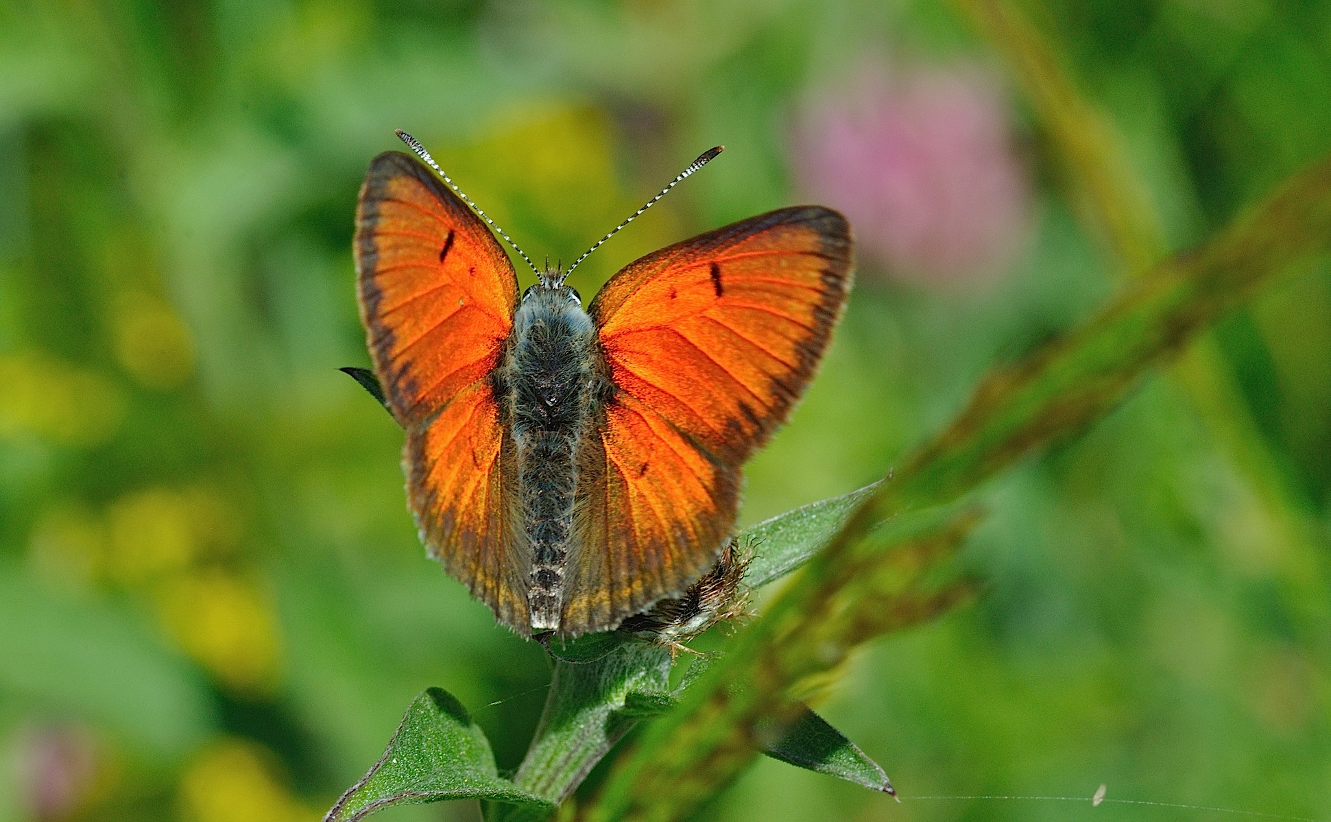 photo B051554, © Adriaan van Os, Corsavy 15-07-2018, altitude 1350 m, ♂ Lycaena hippothoe