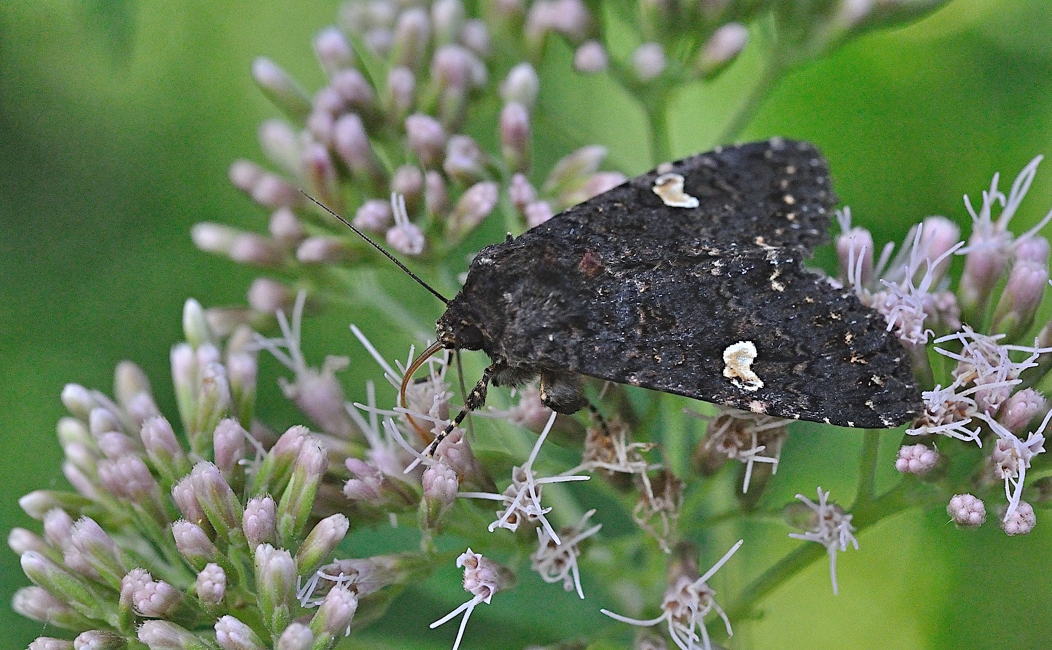 foto B052122, © Adriaan van Os, Corsavy 18-07-2018, hoogte 800 m, Melanchra persicariae