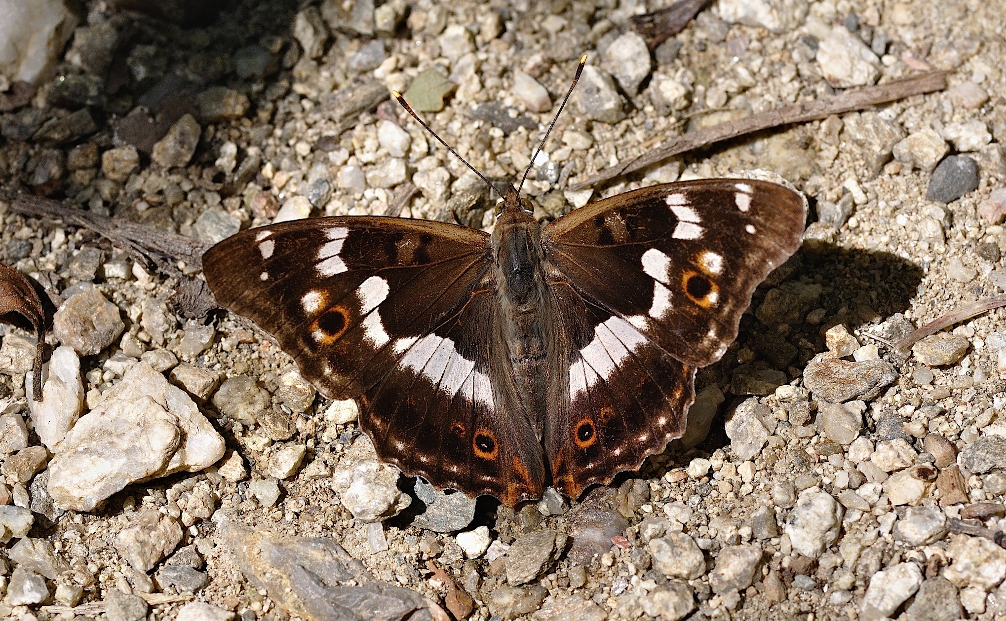 photo B052271, © Adriaan van Os, Corsavy 19-07-2018, altitude 800 m, ♂ Apatura ilia