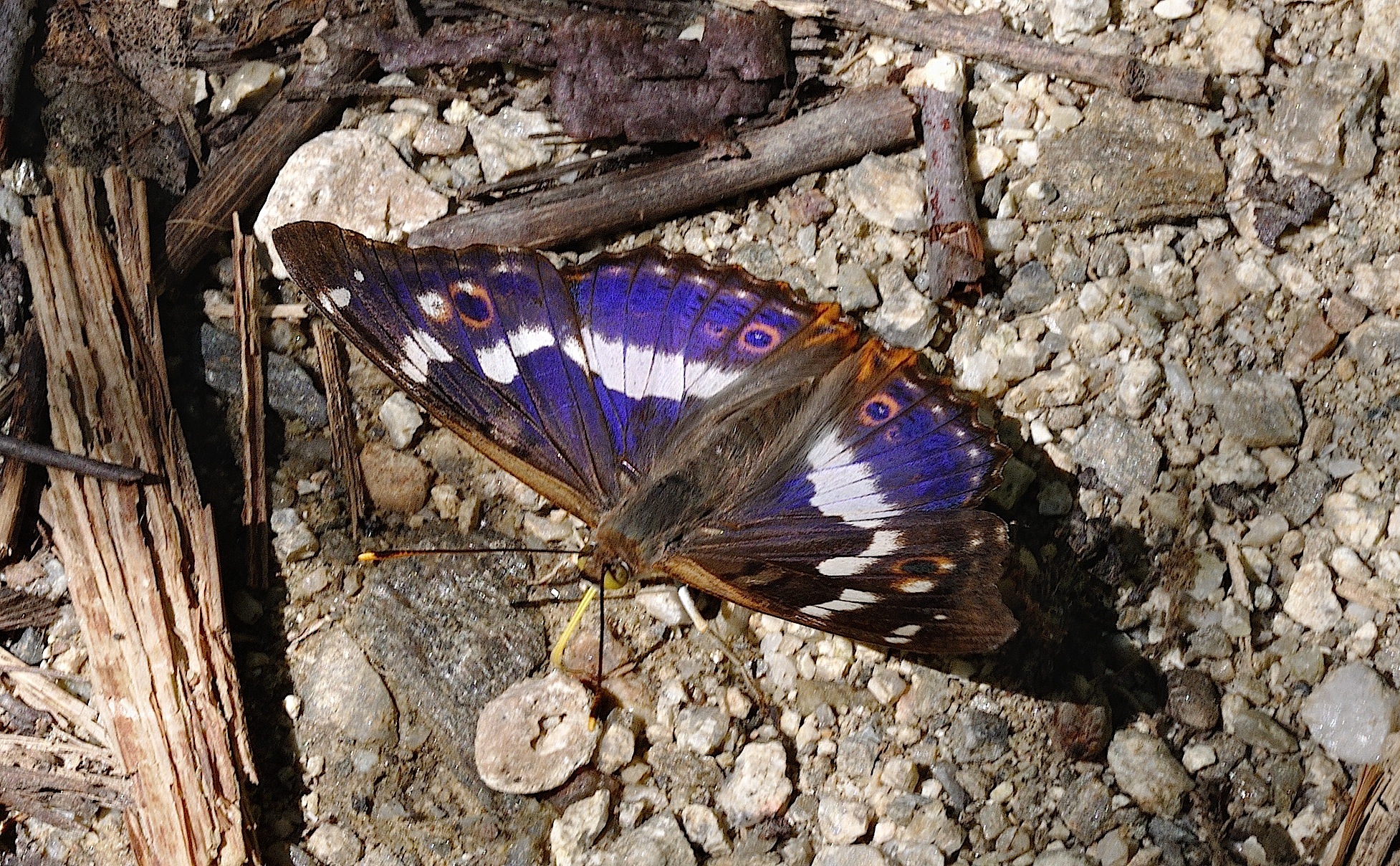 photo B052289, © Adriaan van Os, Corsavy 19-07-2018, altitude 800 m, ♂ Apatura ilia