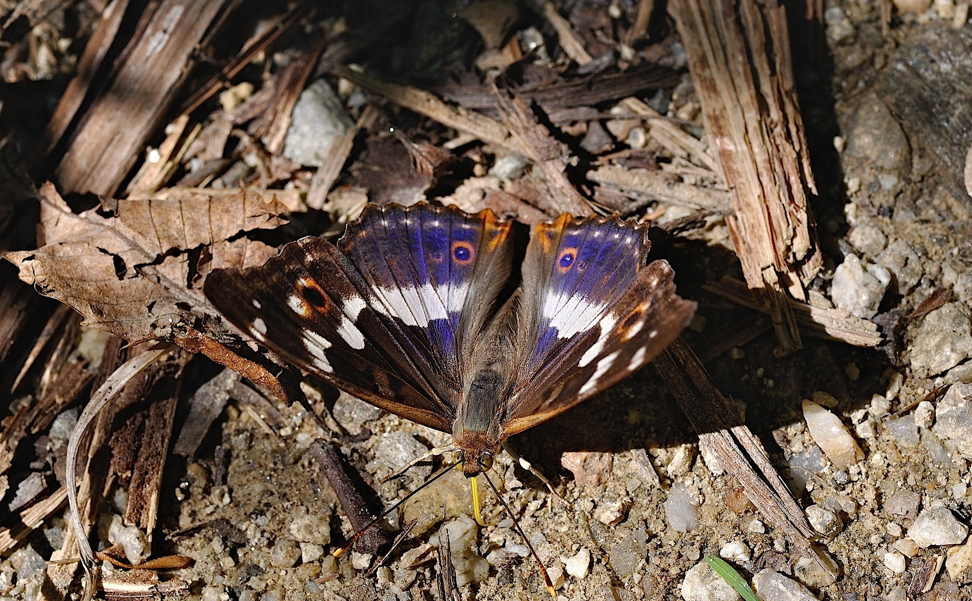 Foto B052304, © Adriaan van Os, Corsavy 19-07-2018, Hhe 800 m, ♂ Apatura ilia