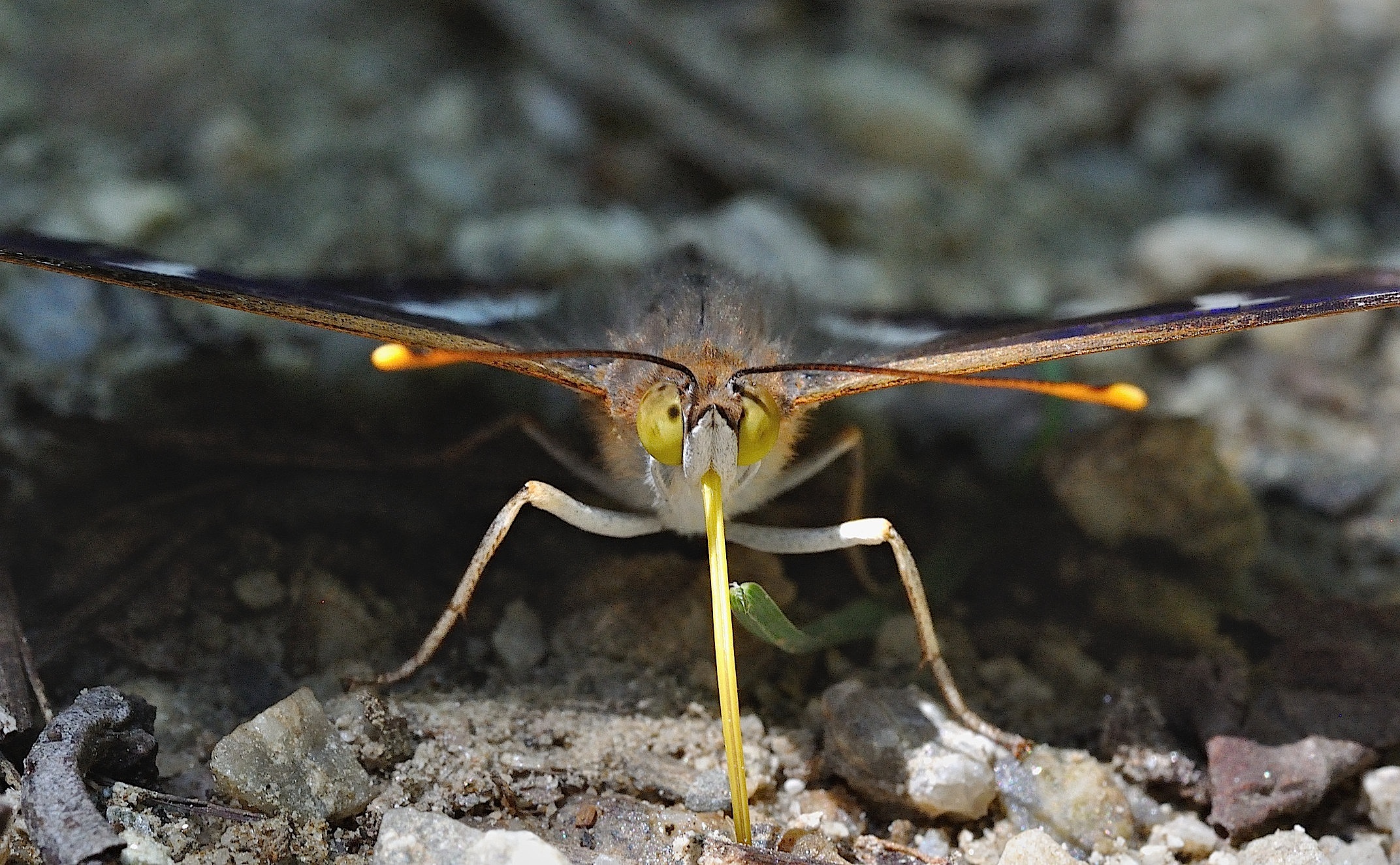 foto B052396, © Adriaan van Os, Corsavy 19-07-2018, hoogte 800 m, ♂ Apatura ilia