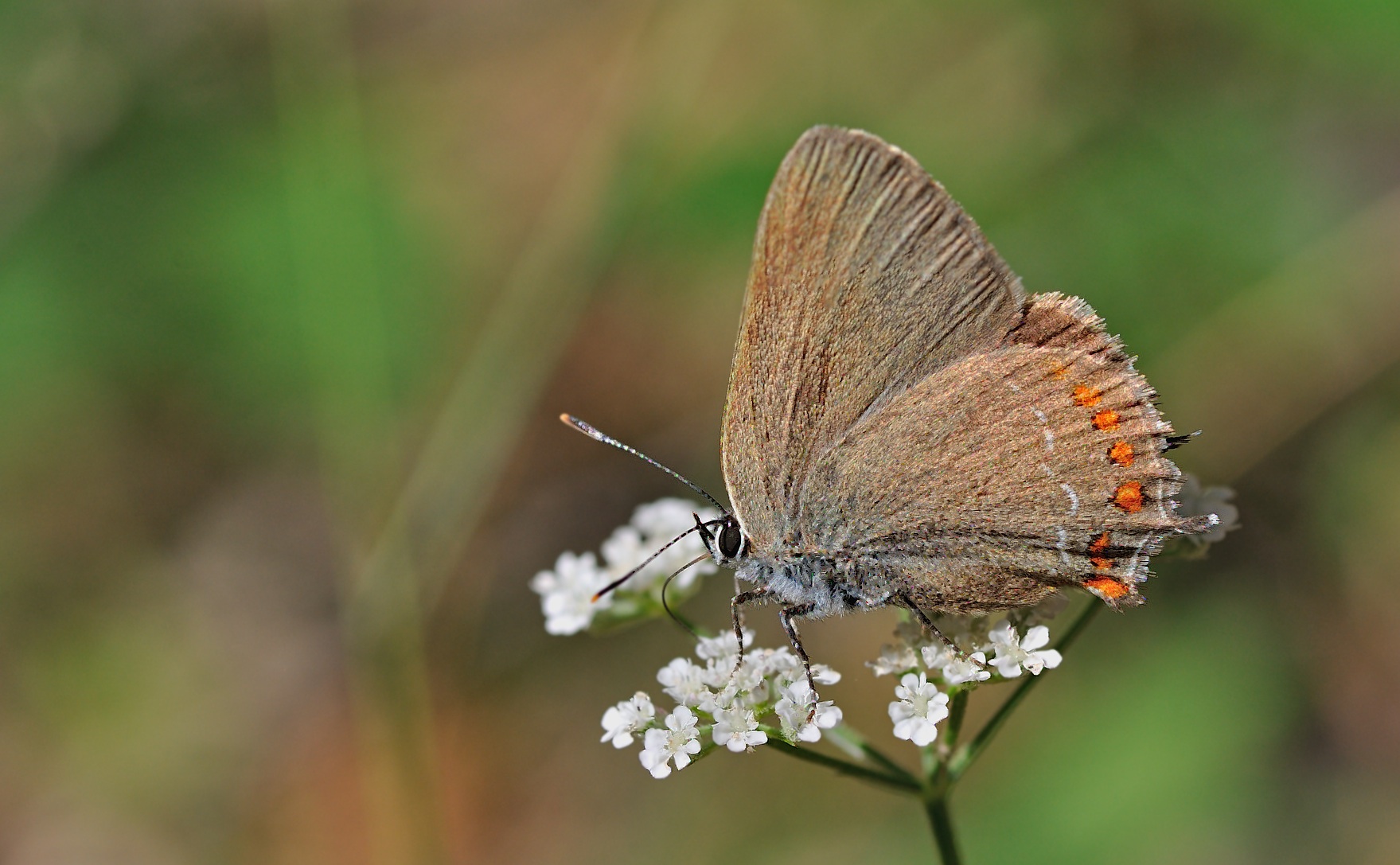 photo B052704, © Adriaan van Os, Montferrer 23-07-2018, altitudo 700 m, Satyrium esculi