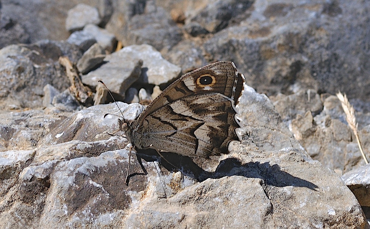 photo B052732, © Adriaan van Os, Montferrer 23-07-2018, altitude 700 m, Hipparchia fidia