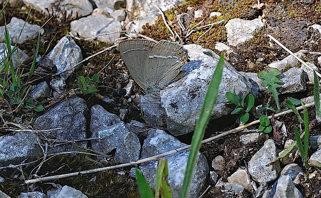 foto B052740, © Adriaan van Os, Montferrer 23-07-2018, hoogte 700 m, Favonius quercus