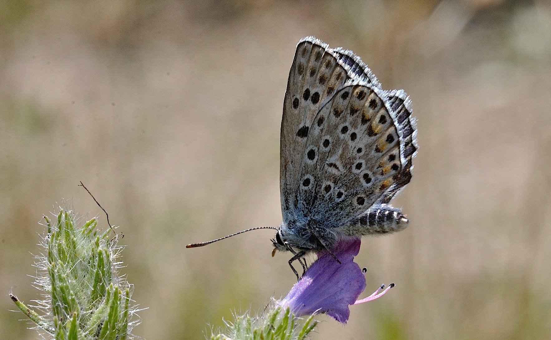 photo B052903, © Adriaan van Os, Corsavy 25-07-2018, altitude 950 m, ♂ Polyommatus escheri