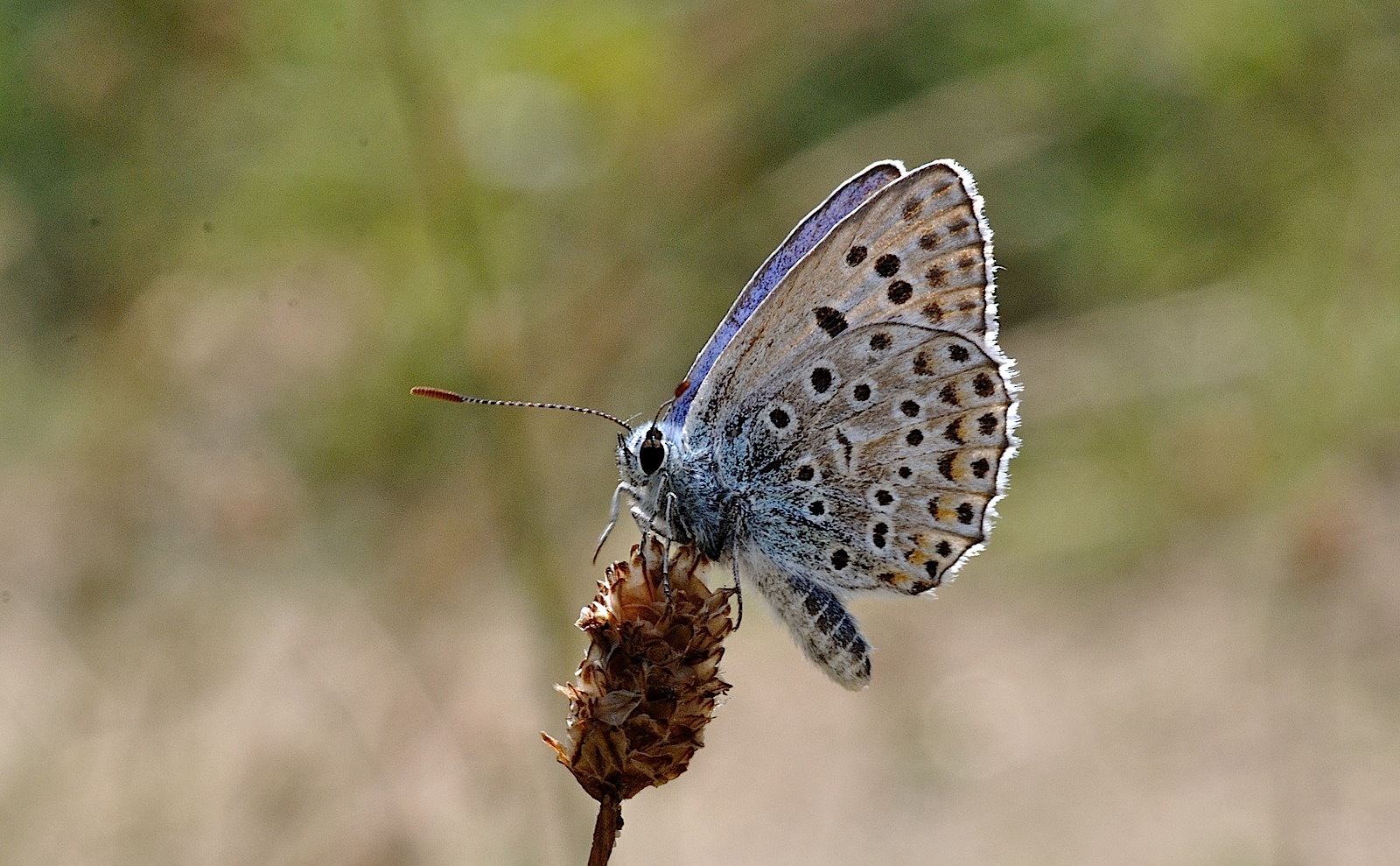 foto B052907, © Adriaan van Os, Corsavy 25-07-2018, hoogte 950 m, ♂ Polyommatus escheri