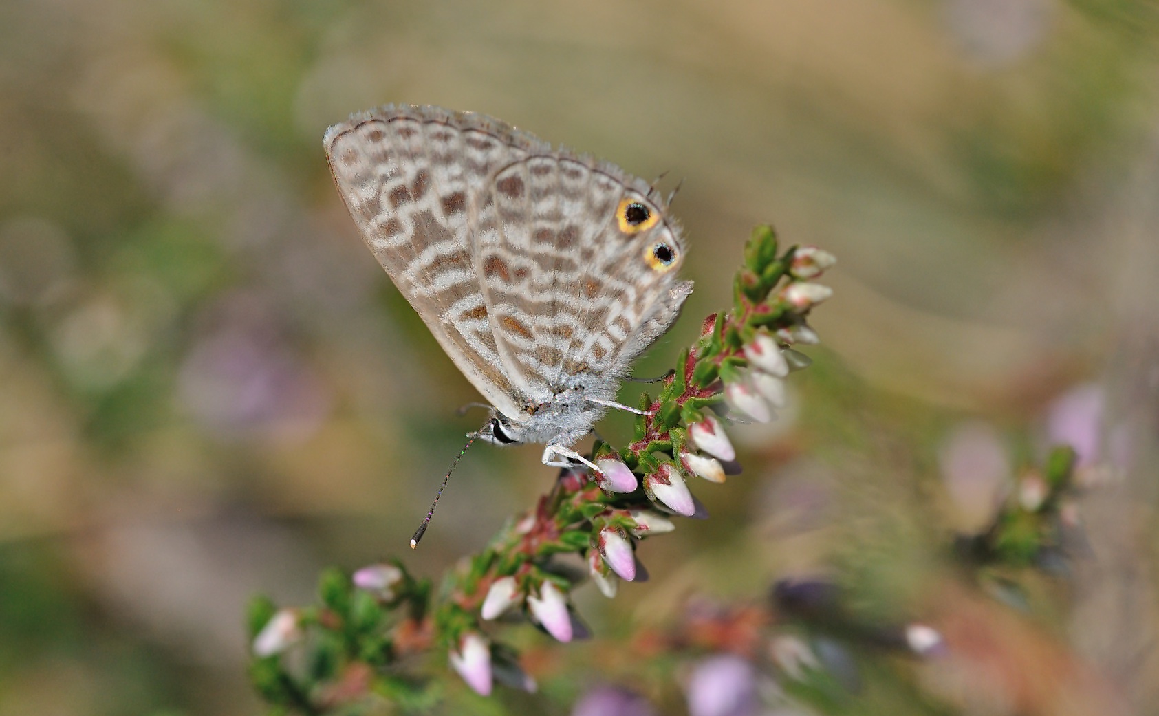 photo B053178, © Adriaan van Os, Corsavy 30-07-2018, altitude 1300 m, Leptotes pirithous