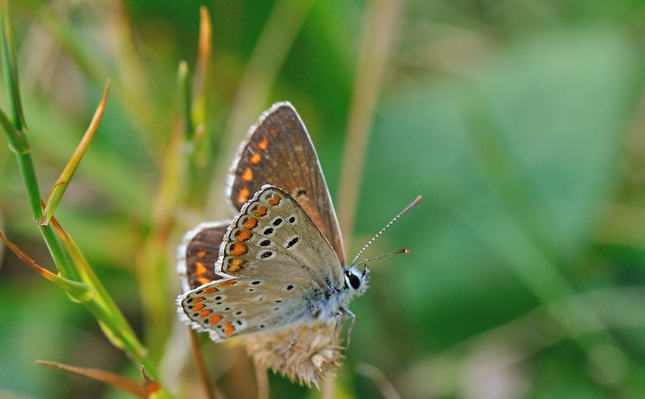 foto B053954, © Adriaan van Os, Corsavy 28-08-2018, hoogte 1300 m, Aricia artaxerxes