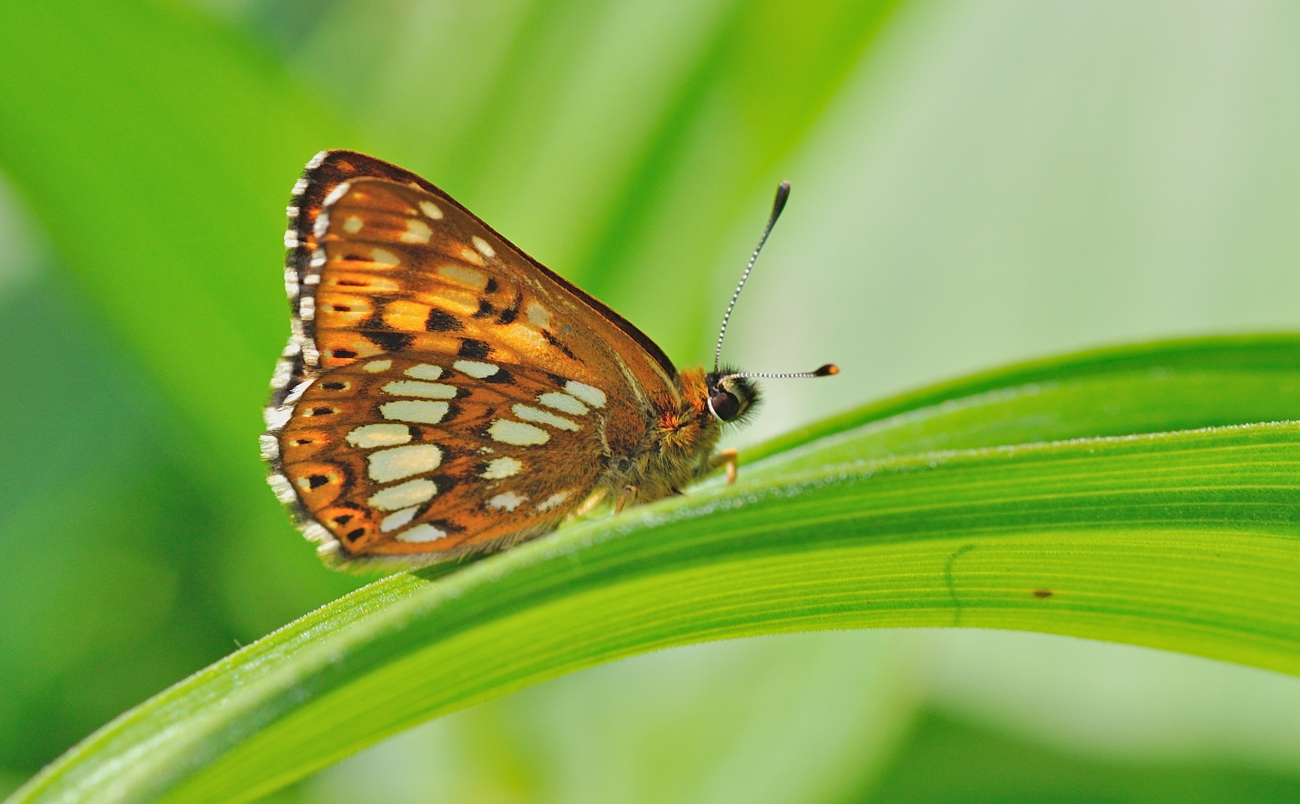 Foto B054575, © Adriaan van Os, Corsavy 31-05-2019, Hhe 1350 m, ♂ Hamearis lucina